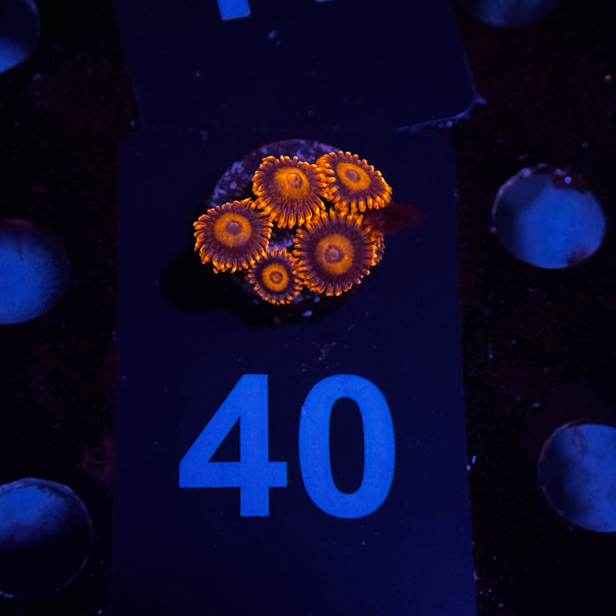 Zoanthids