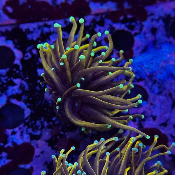 Indo Gold Torch