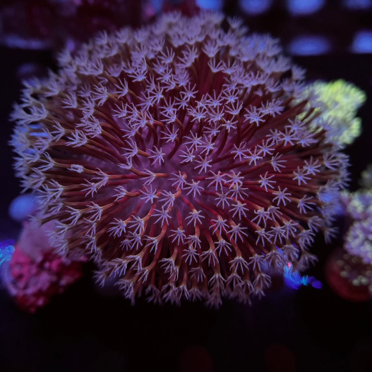 Ultra Discoball Toadstool Leather