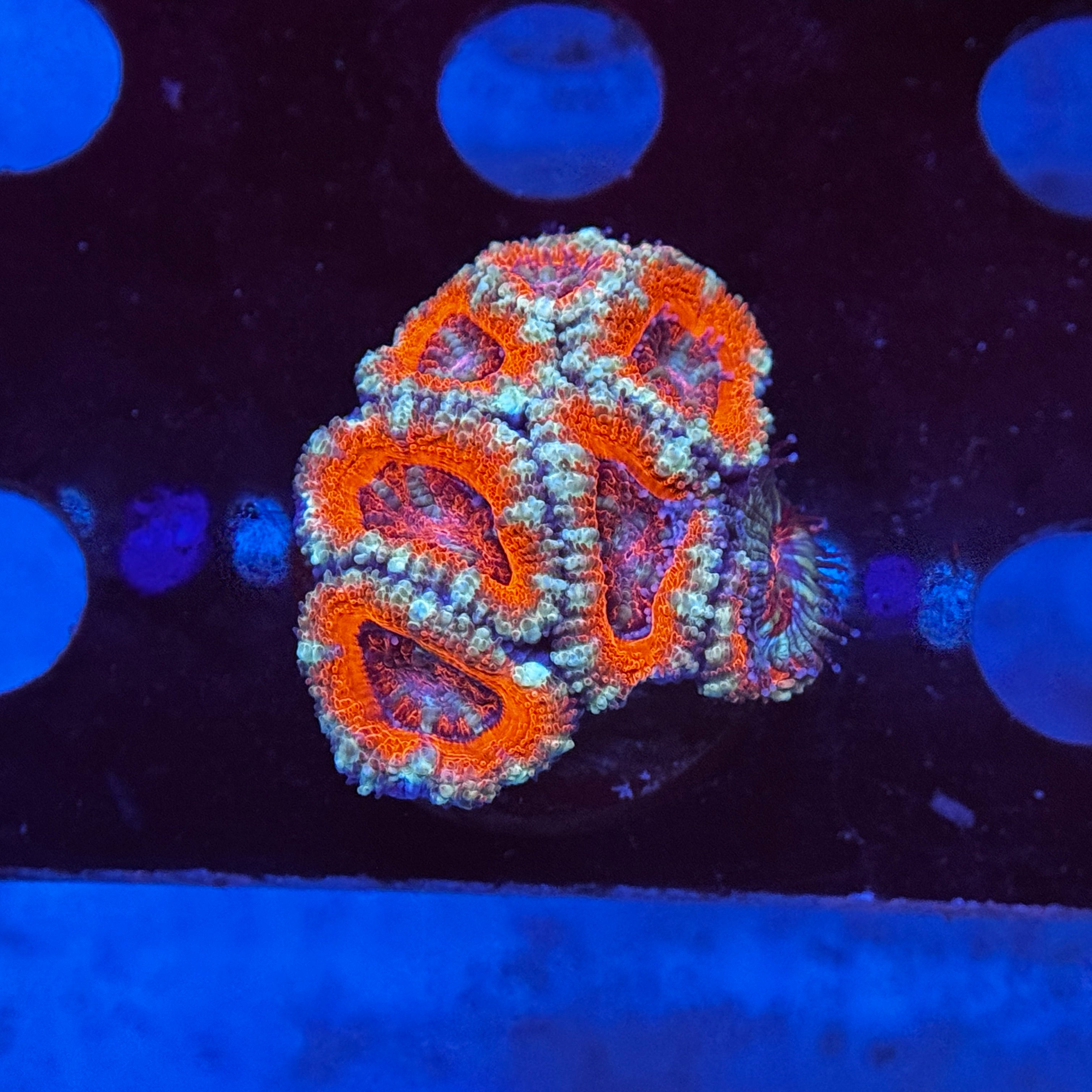 Red Acan Lord
