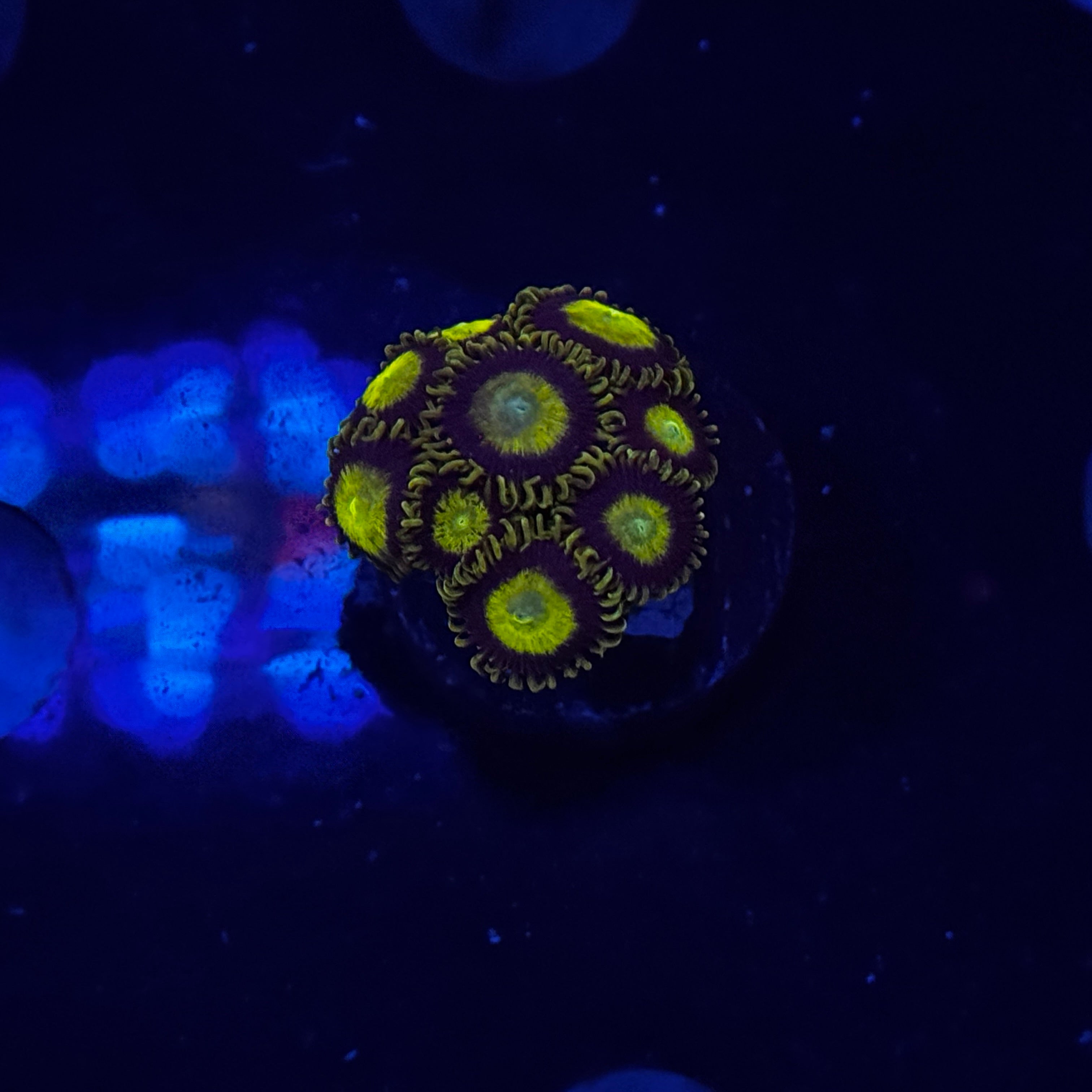 Scrambled Eggs Zoanthids