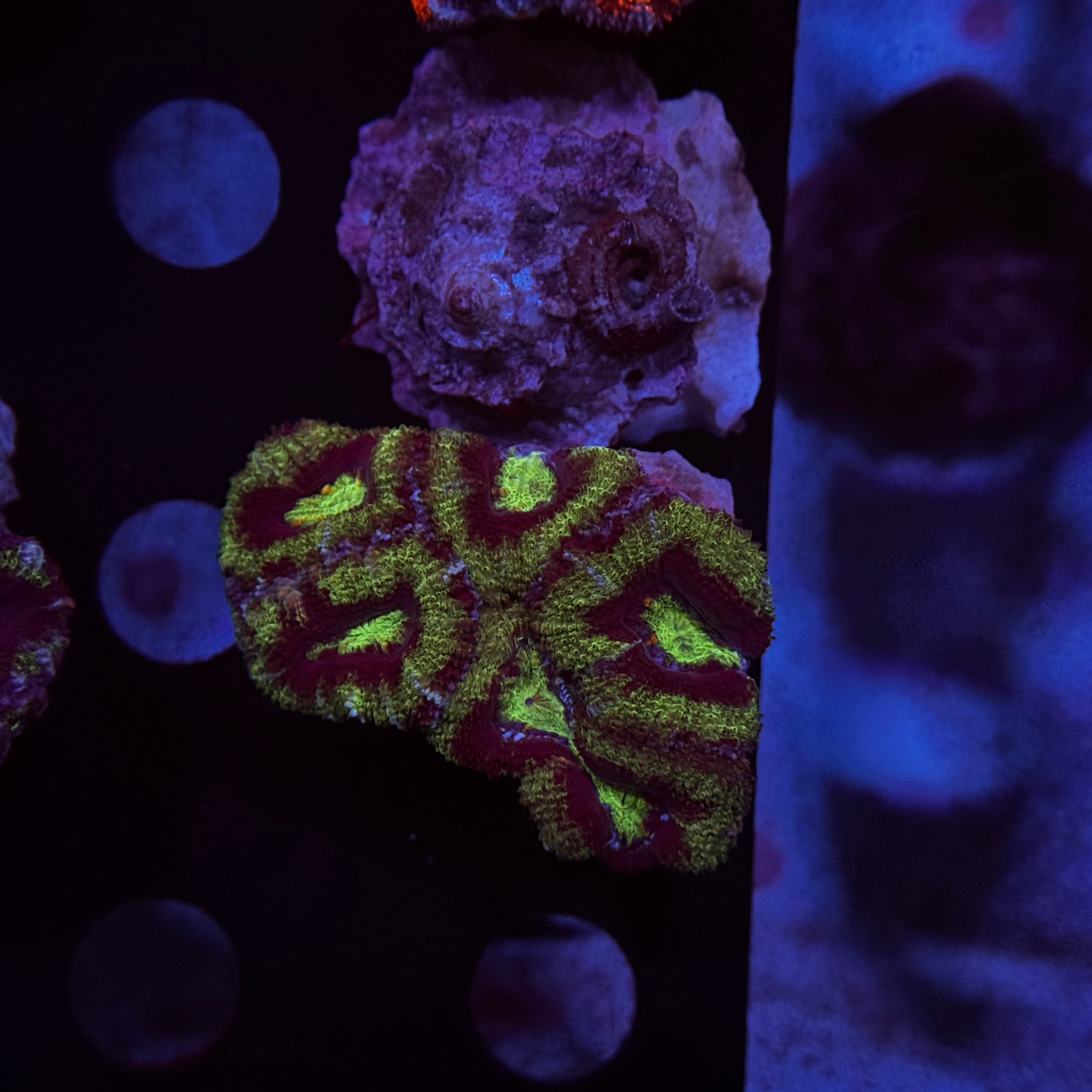 Green Acan Lord