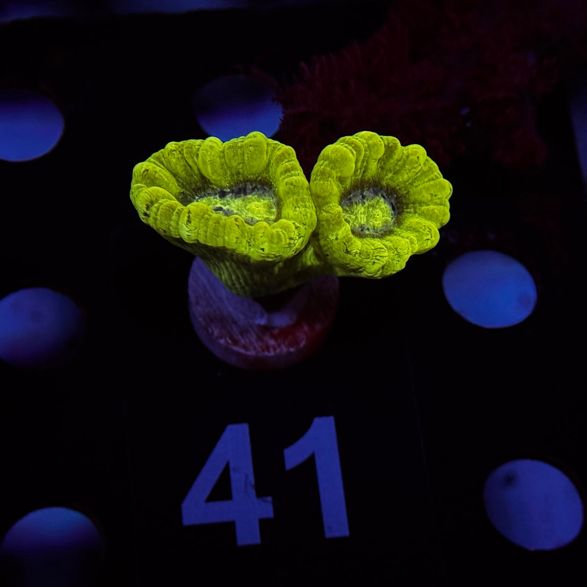 Neon Green Candy Canes