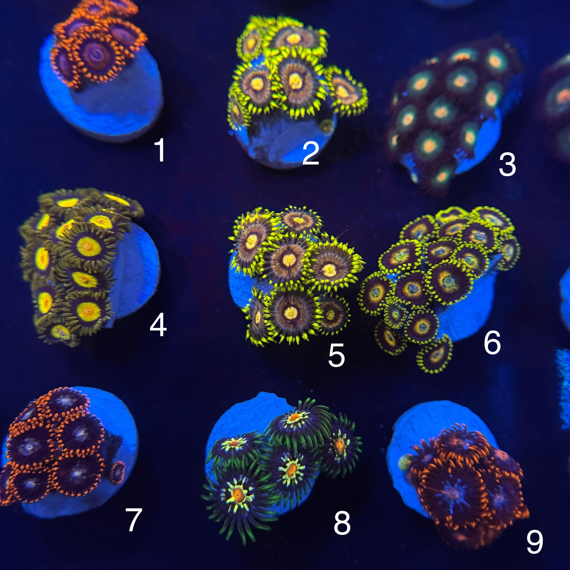 Zoanthid Variety