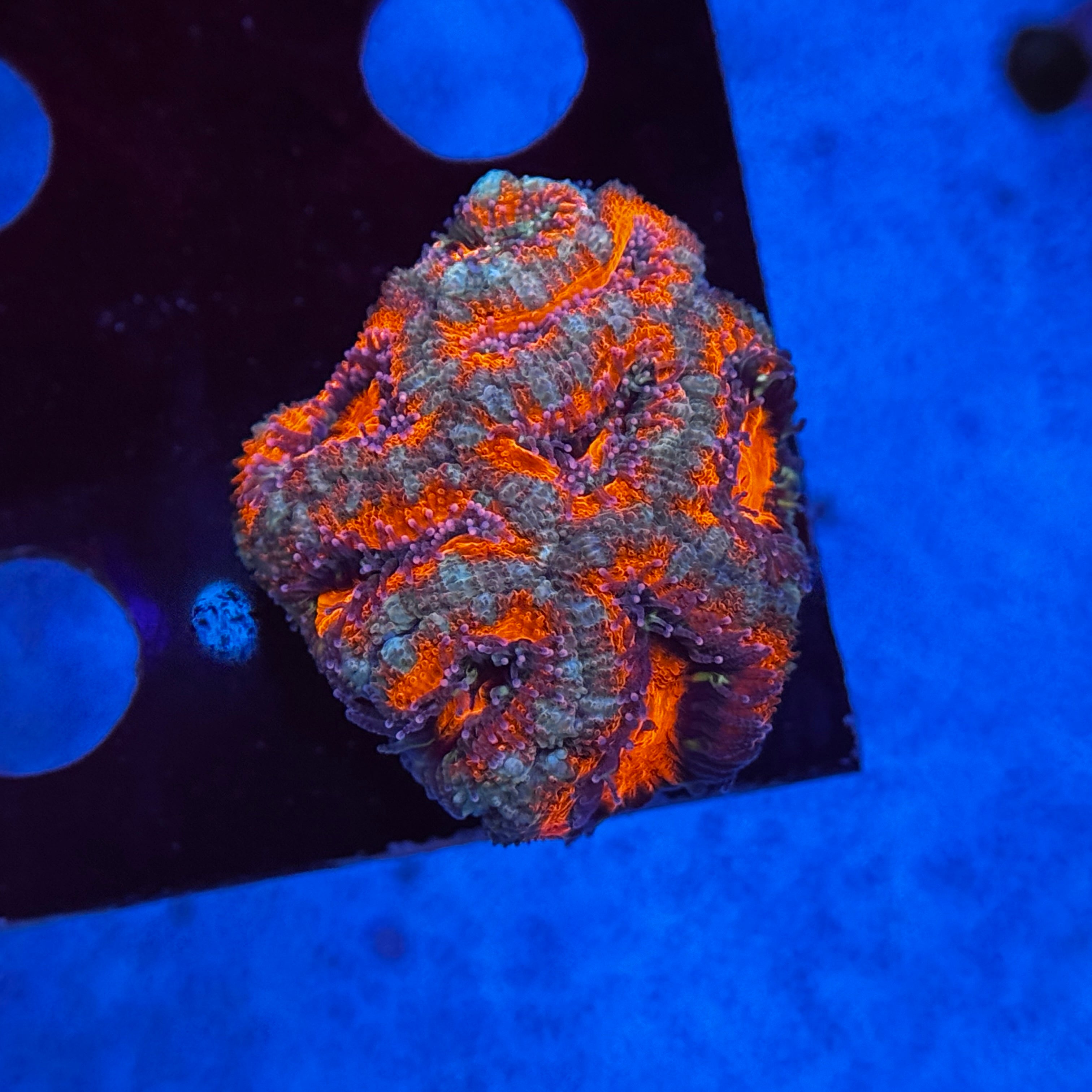 Red Acan Lord