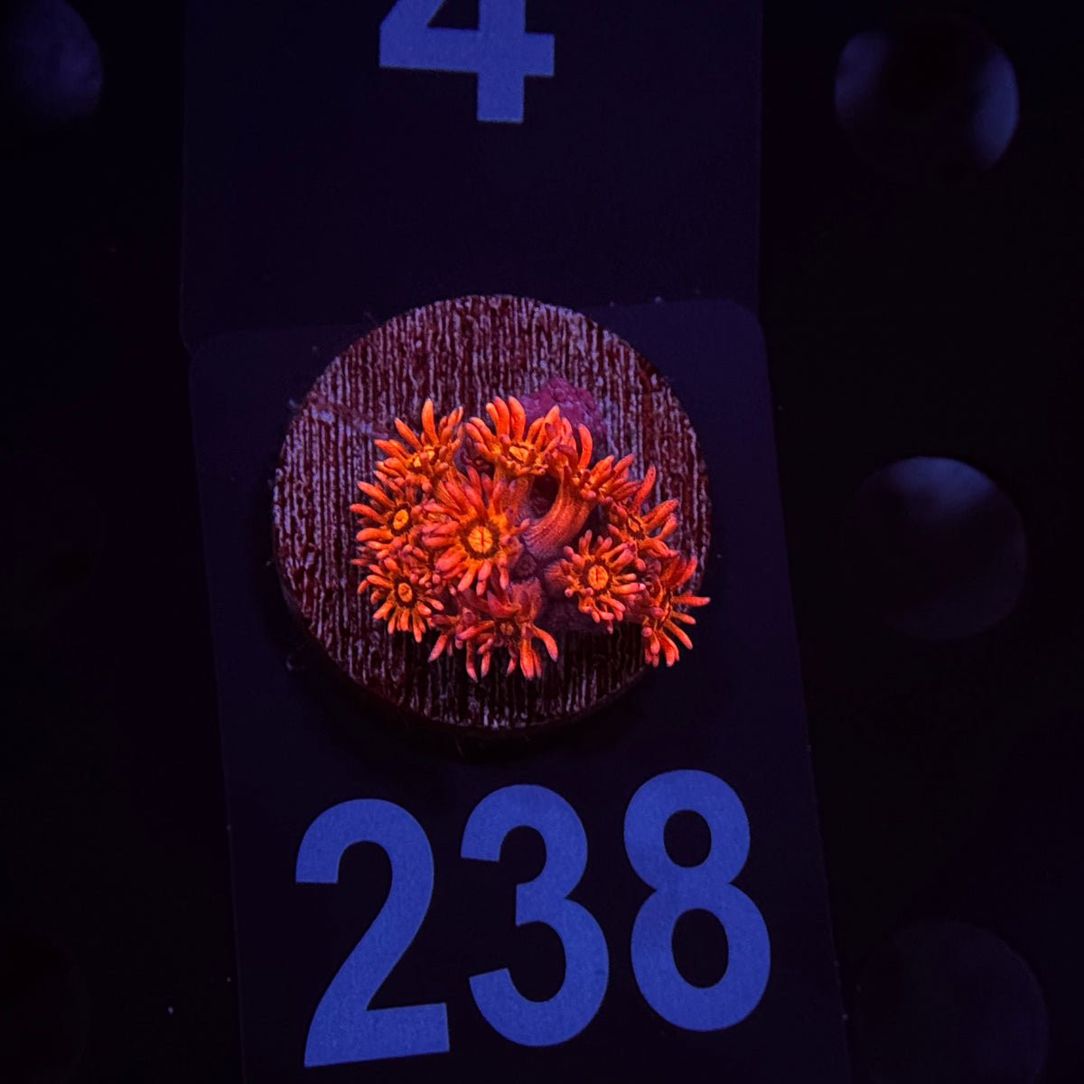 Flaming Brohican Goniopora