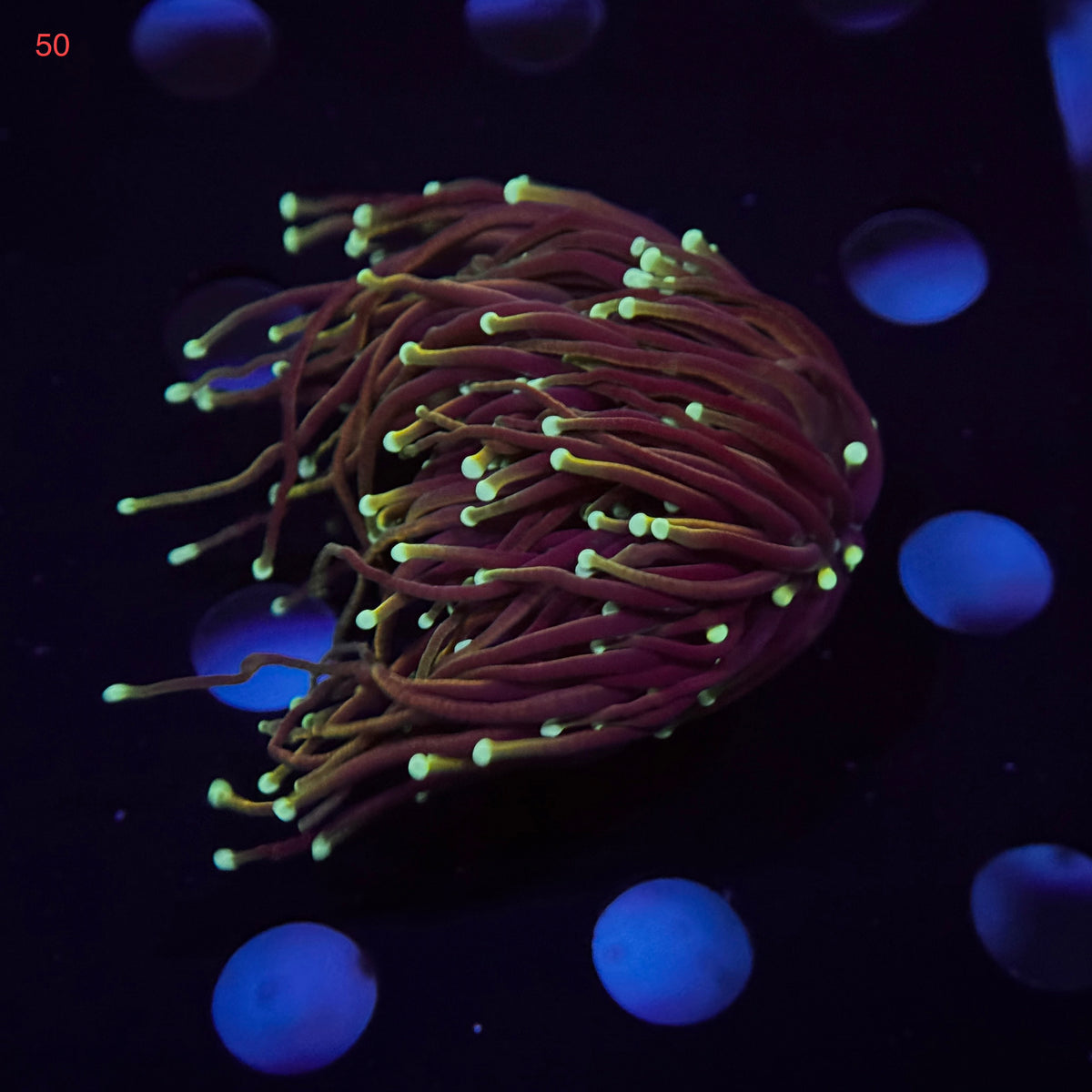 Neon Tip Gold Torch