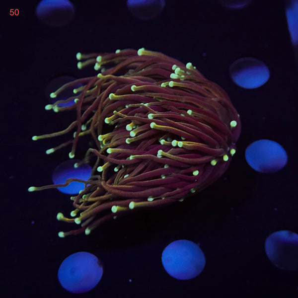 Neon Tip Gold Torch