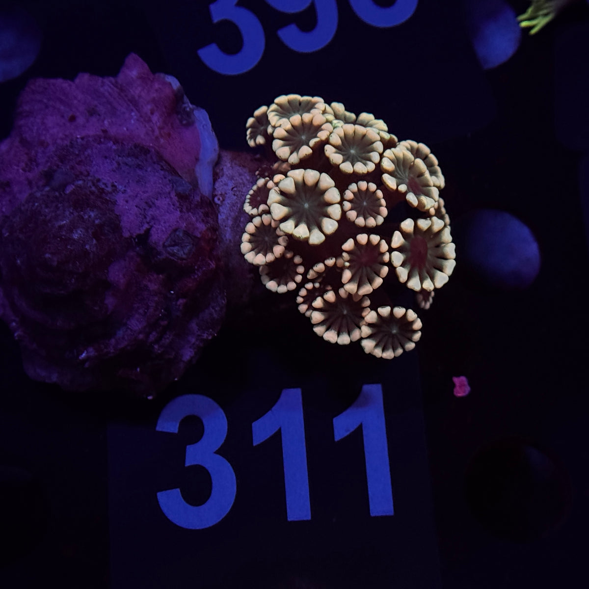 Rainbow Alveopora