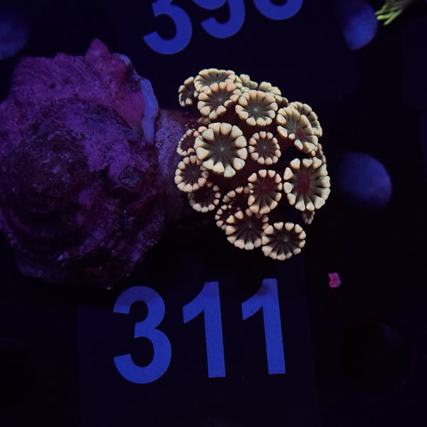 Rainbow Alveopora