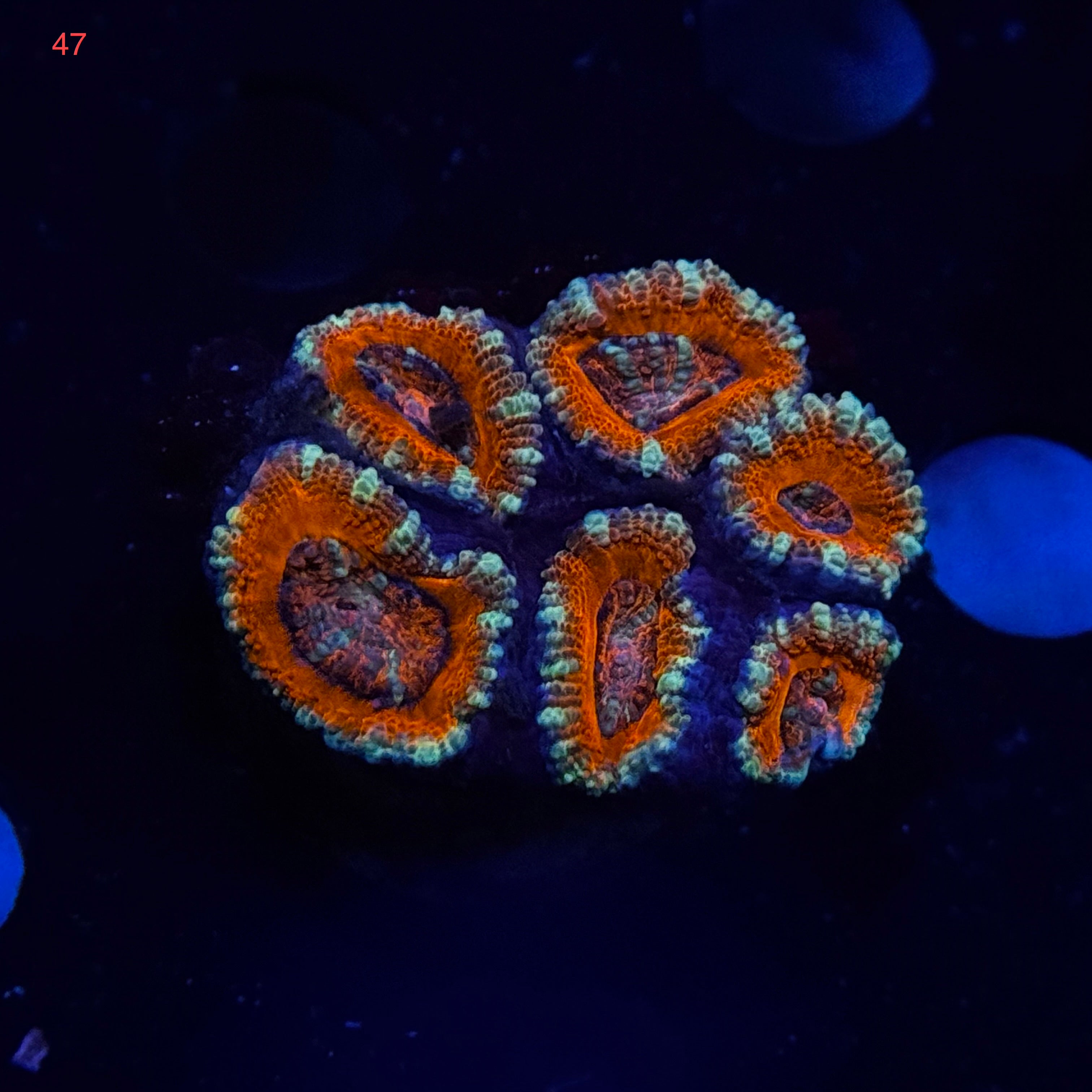 Red Acan Lord