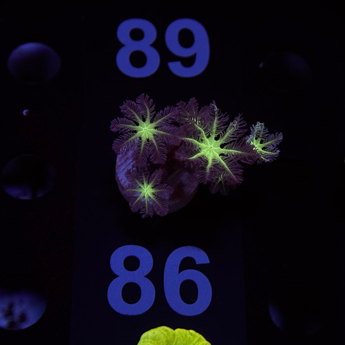 Neon Clove Polyps
