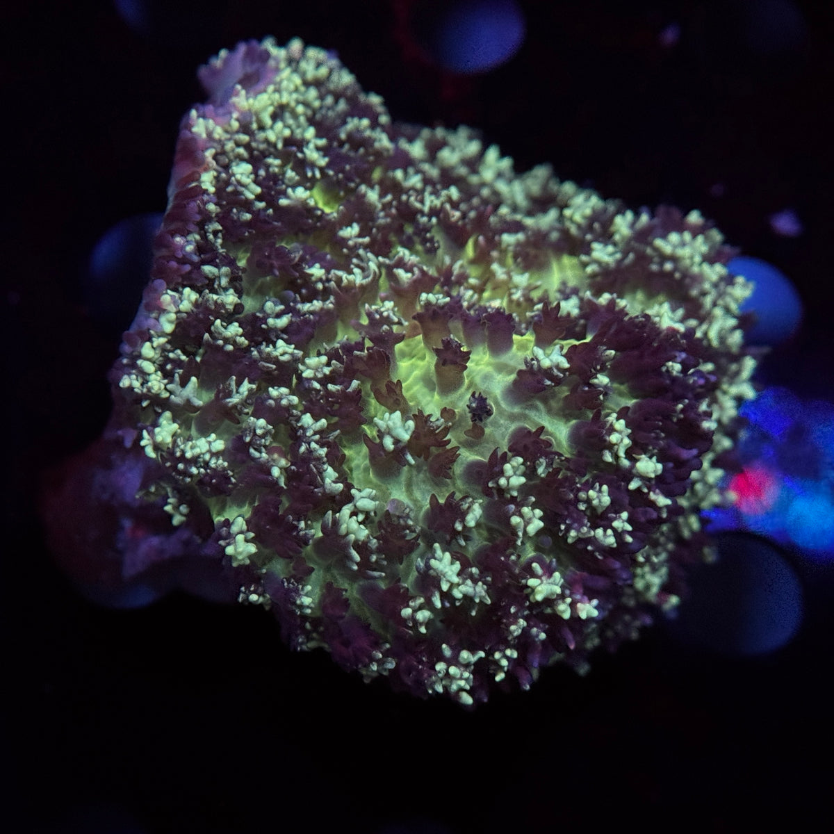 Aussie Fluffy Carpet Mushroom