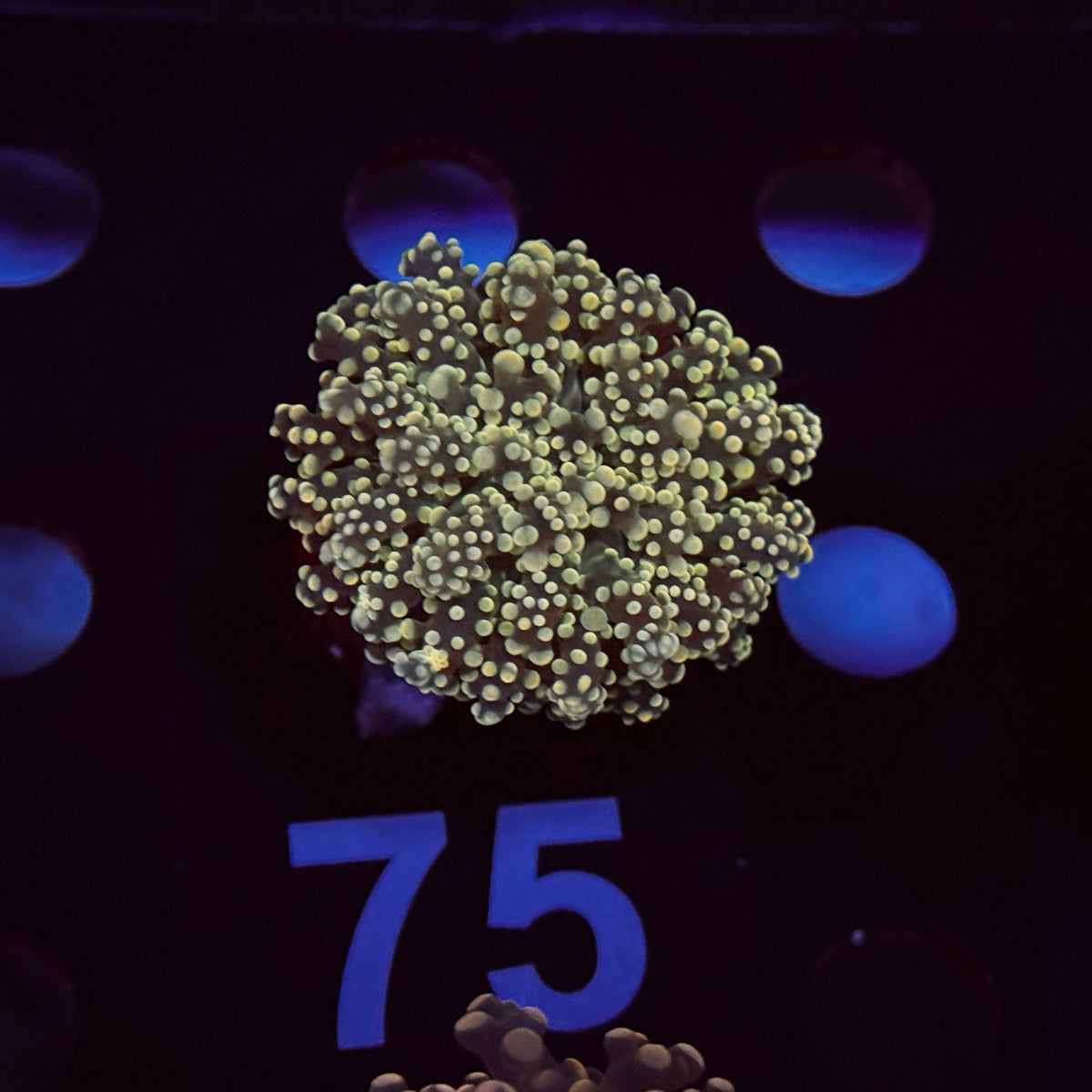Yellow Yaeyamaensis Frogspawn