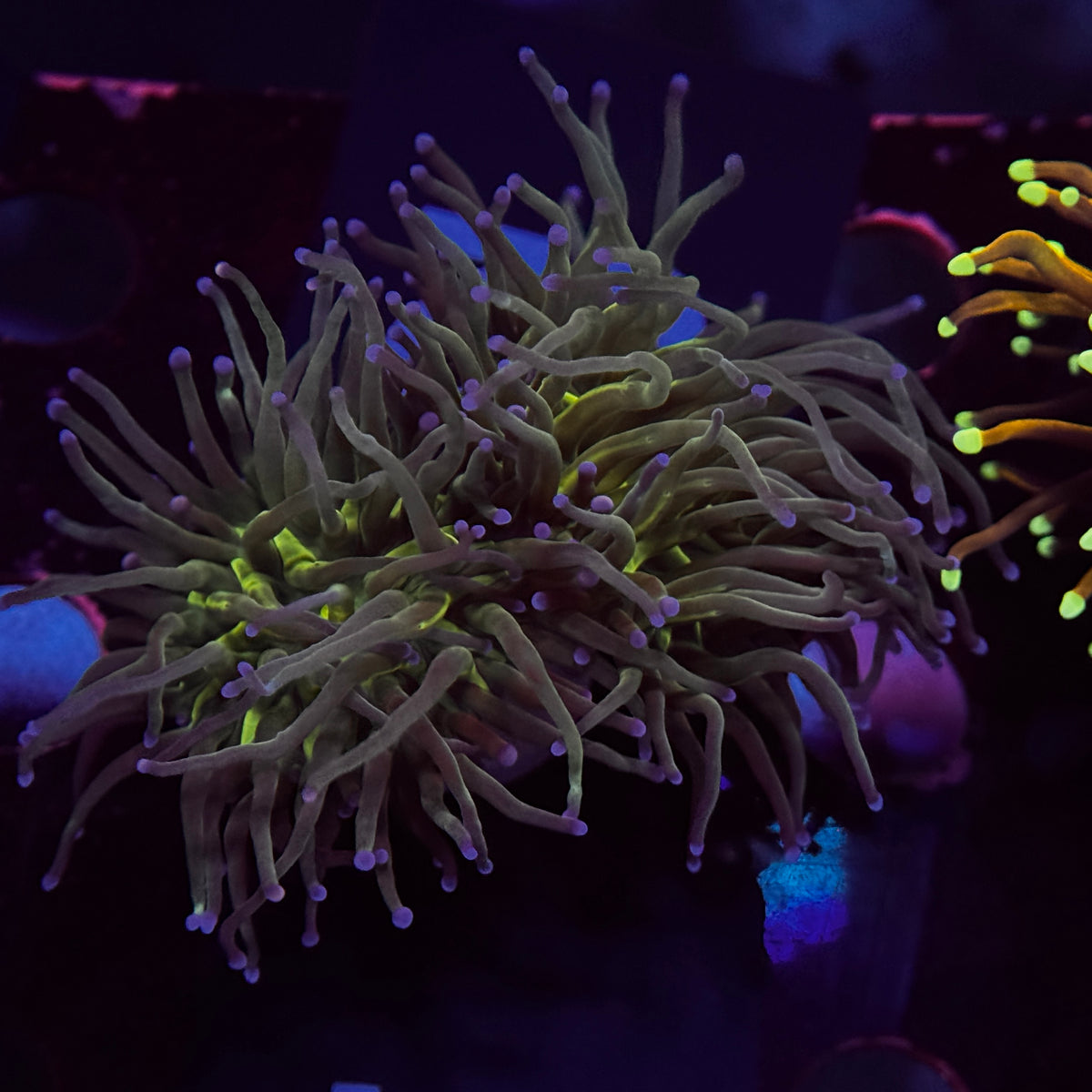 Blues Clues Torch