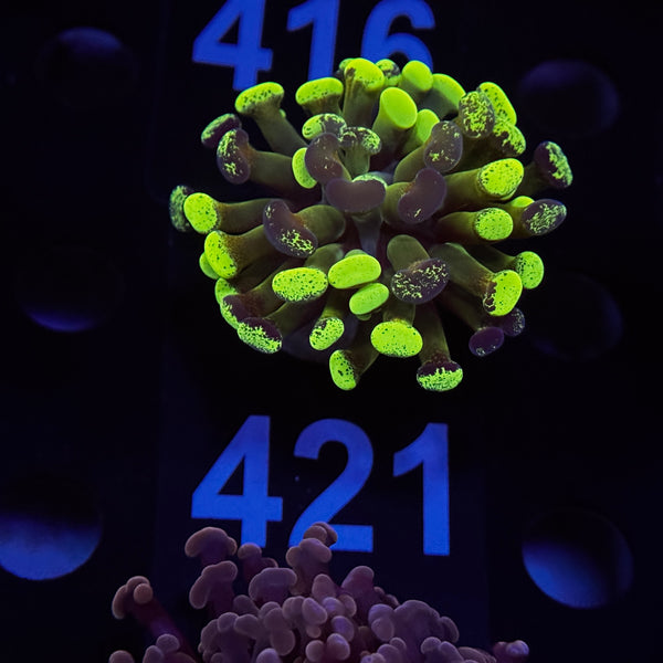 Ultra Green Splatter Hammer