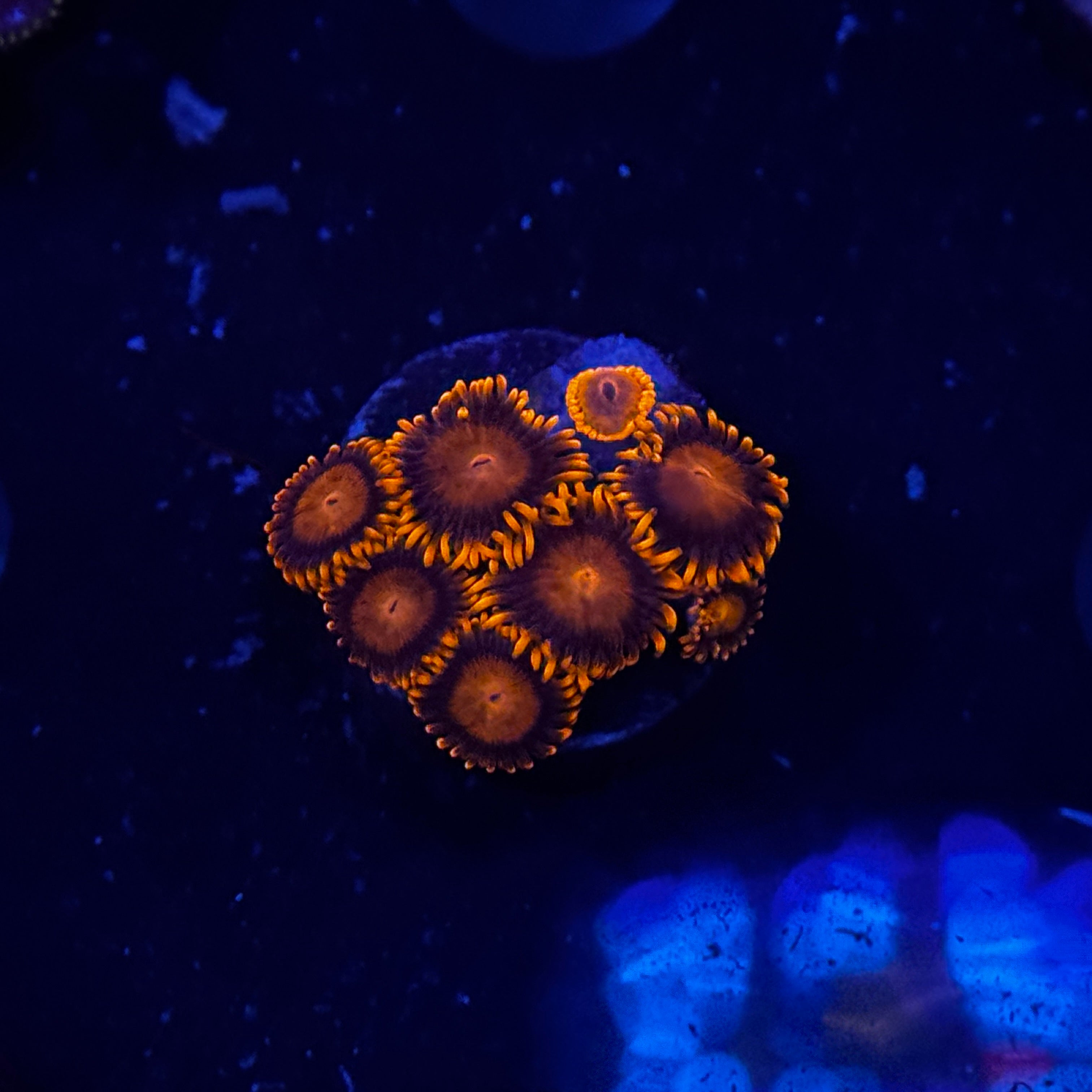 Bam Bam Zoanthids