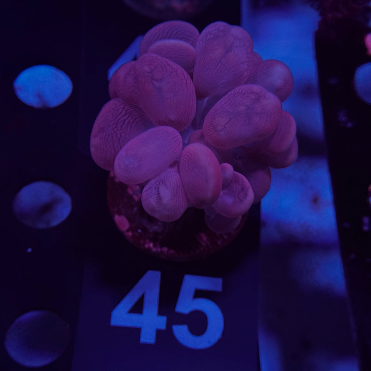 Pink Branching Bubble Coral