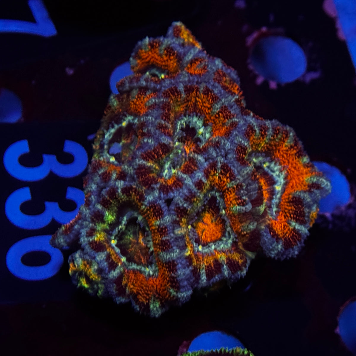 Ultra Rainbow Acan Lord Cluster