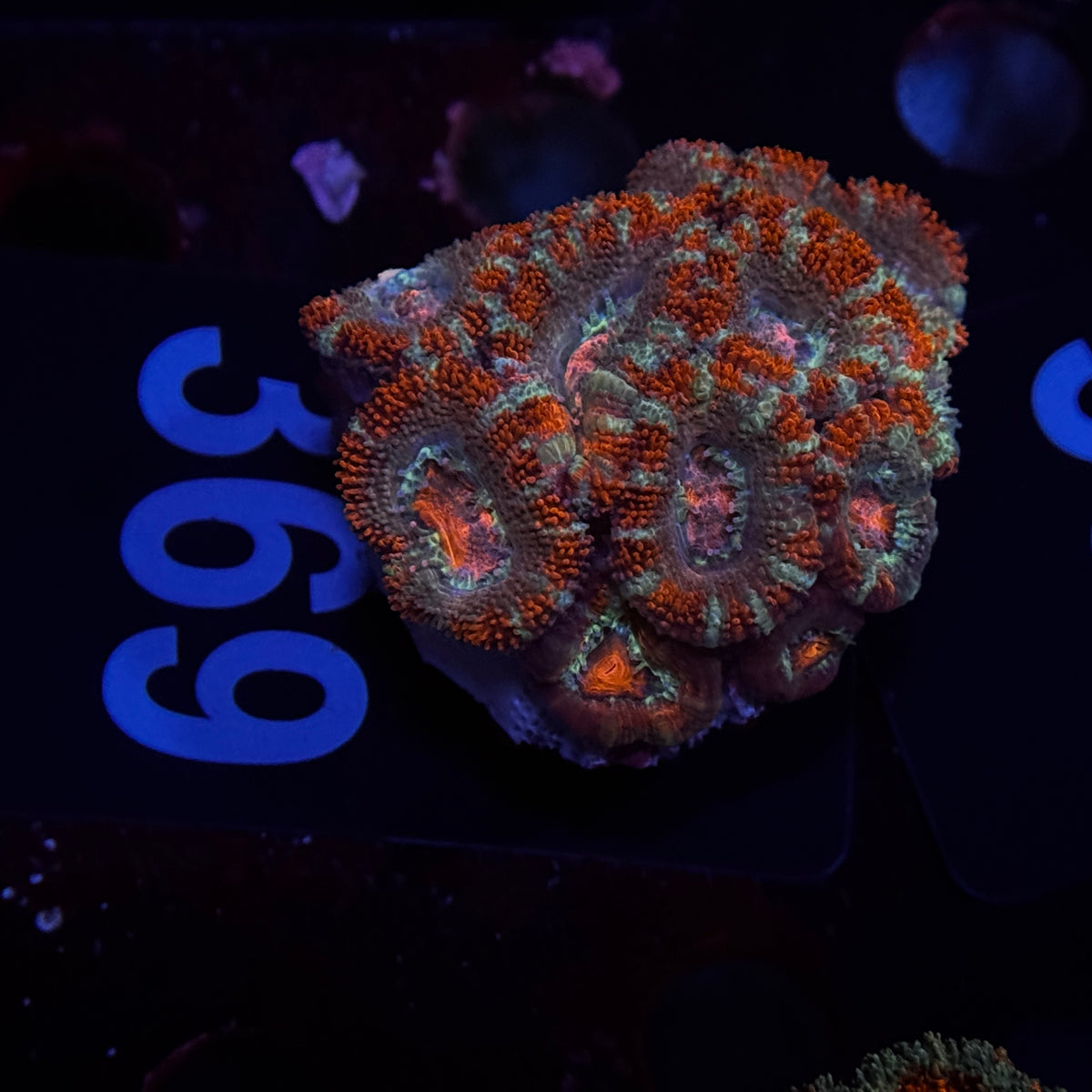 Peppermint Acan Lord Cluster