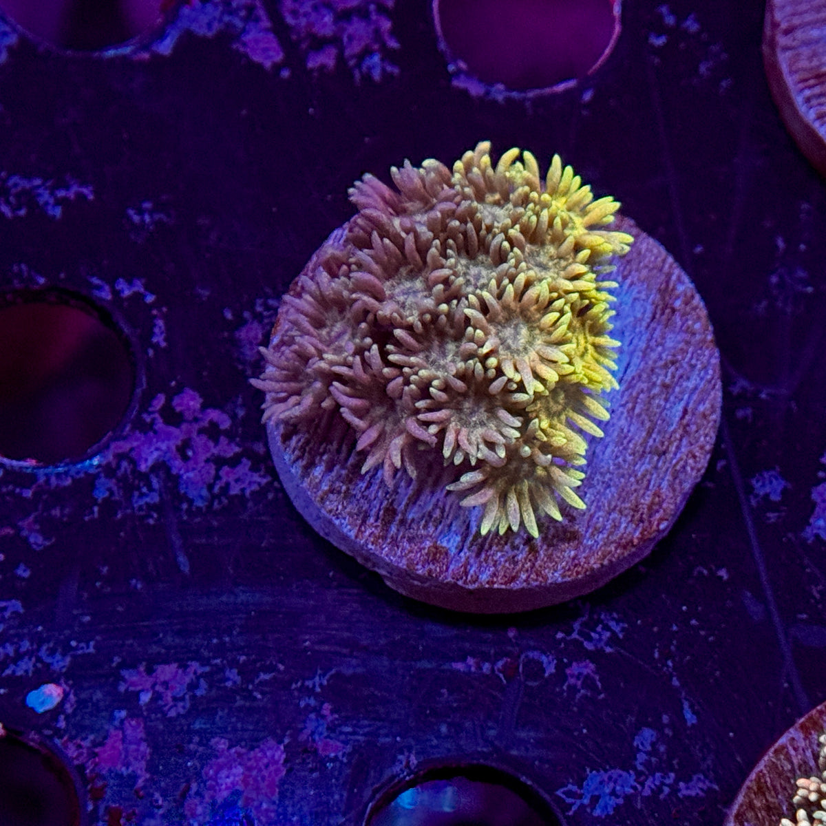 Rainbow Goniopora