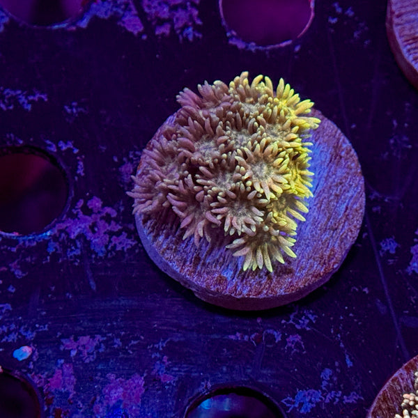 Rainbow Goniopora