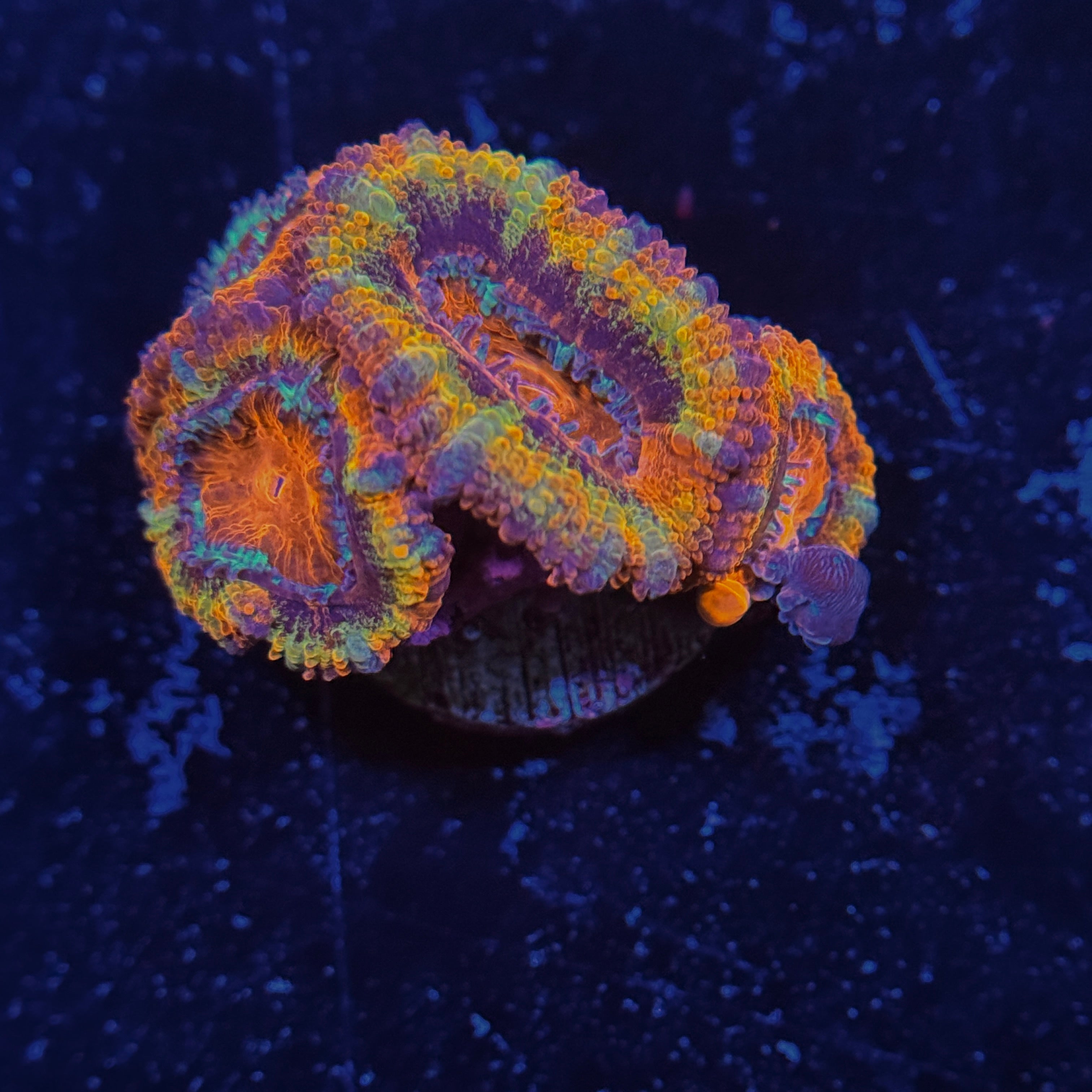 Rainbow Clown Acan