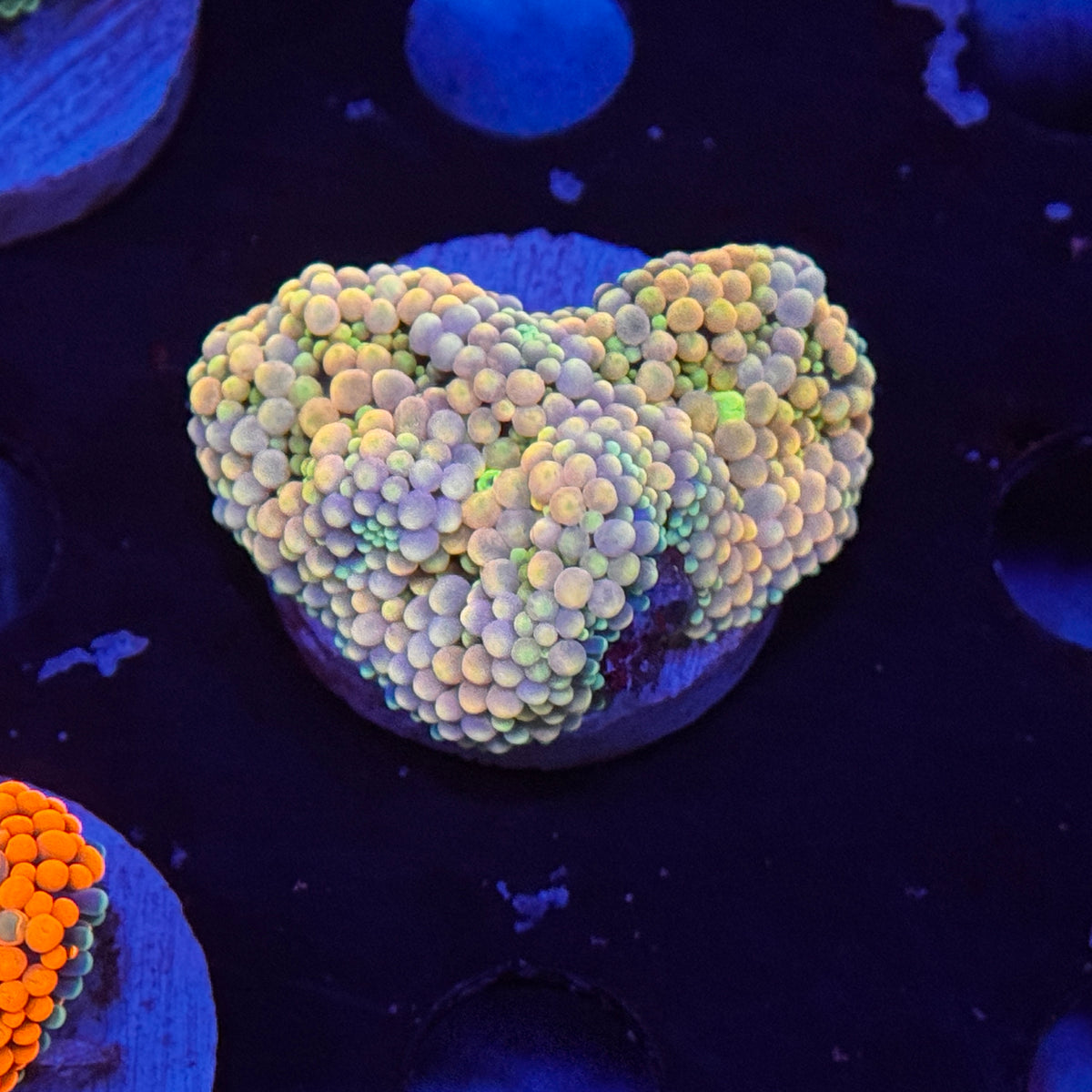 Rainbow Ricordea Mushroom