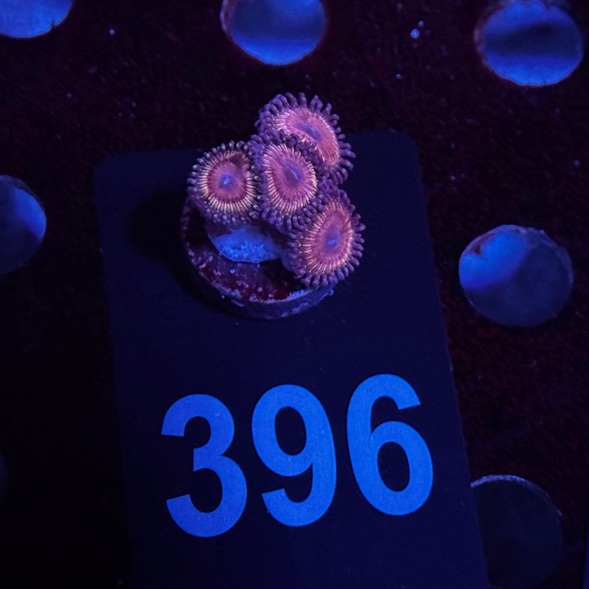 Zoanthids