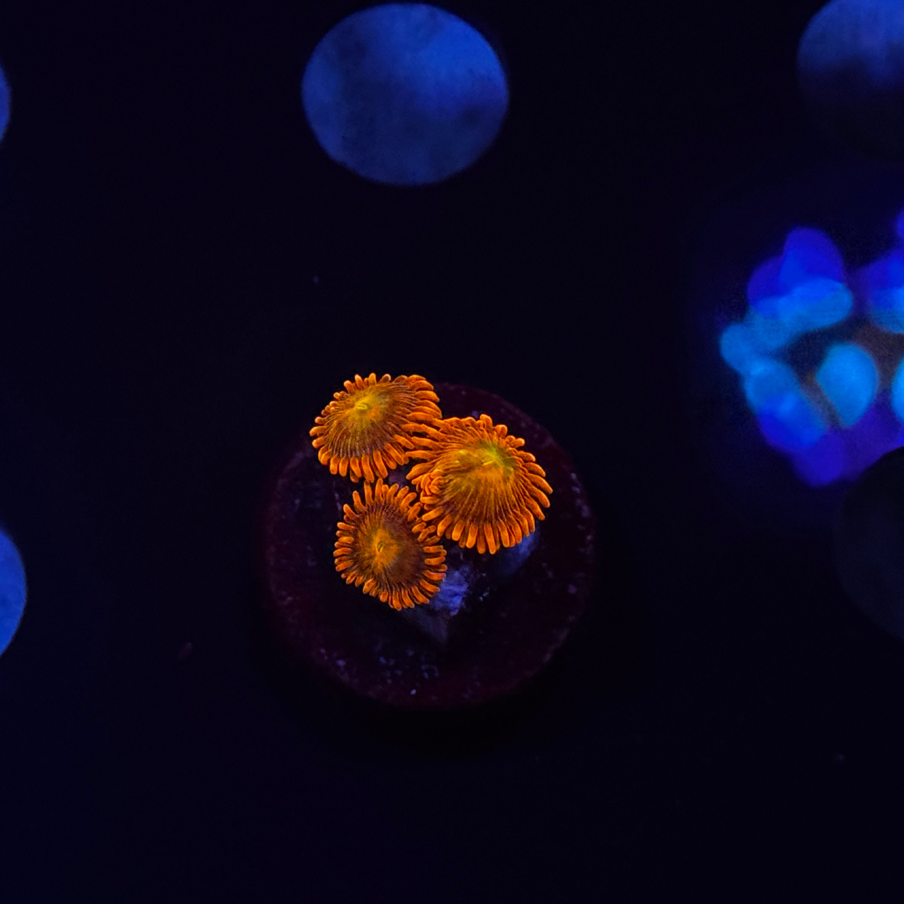 Orange Zoanthids