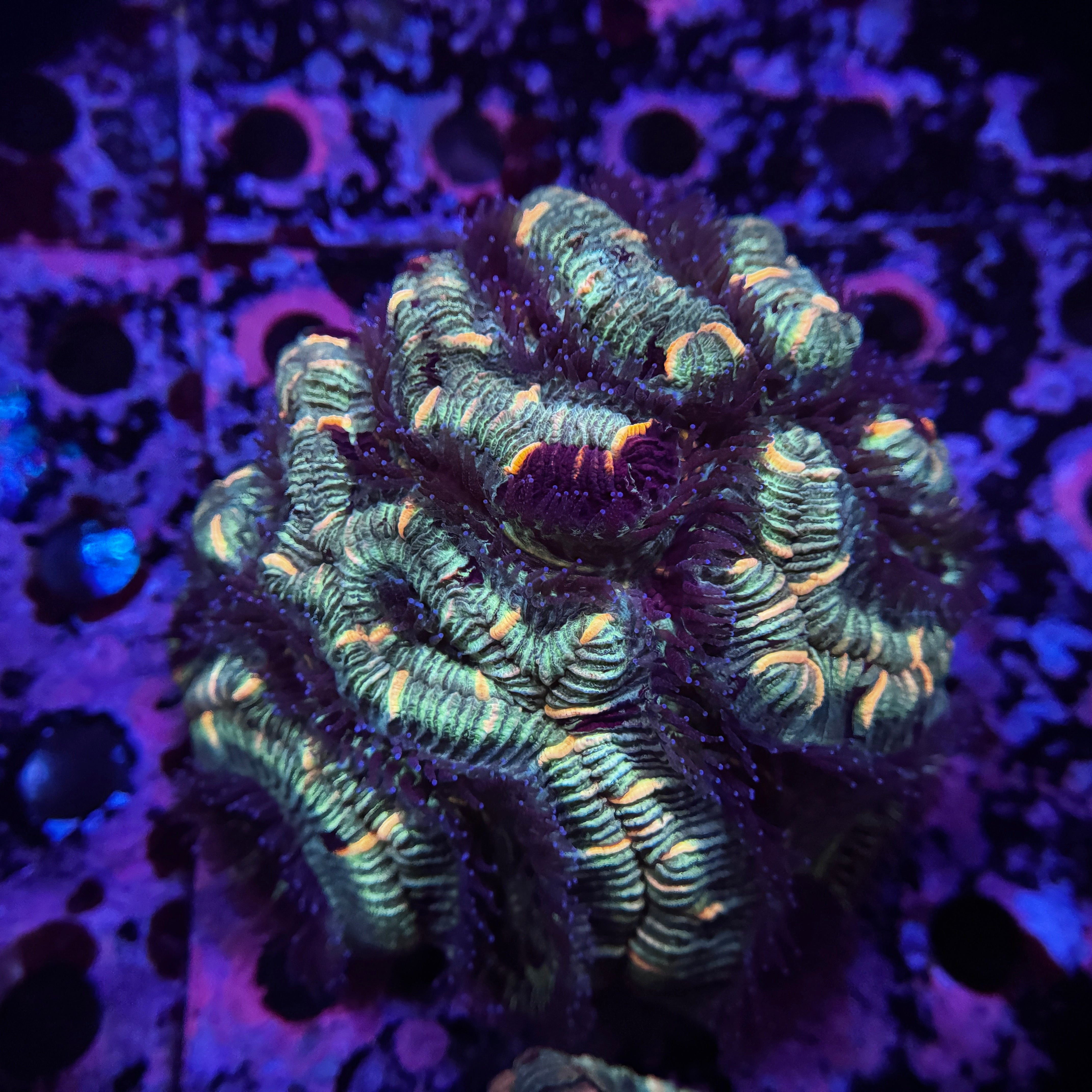 XL Showpiece Aussie Trachy