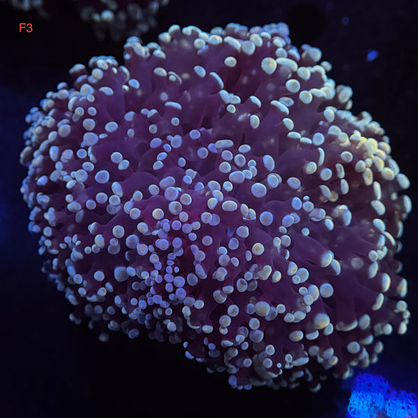 Blue Kingspawn
