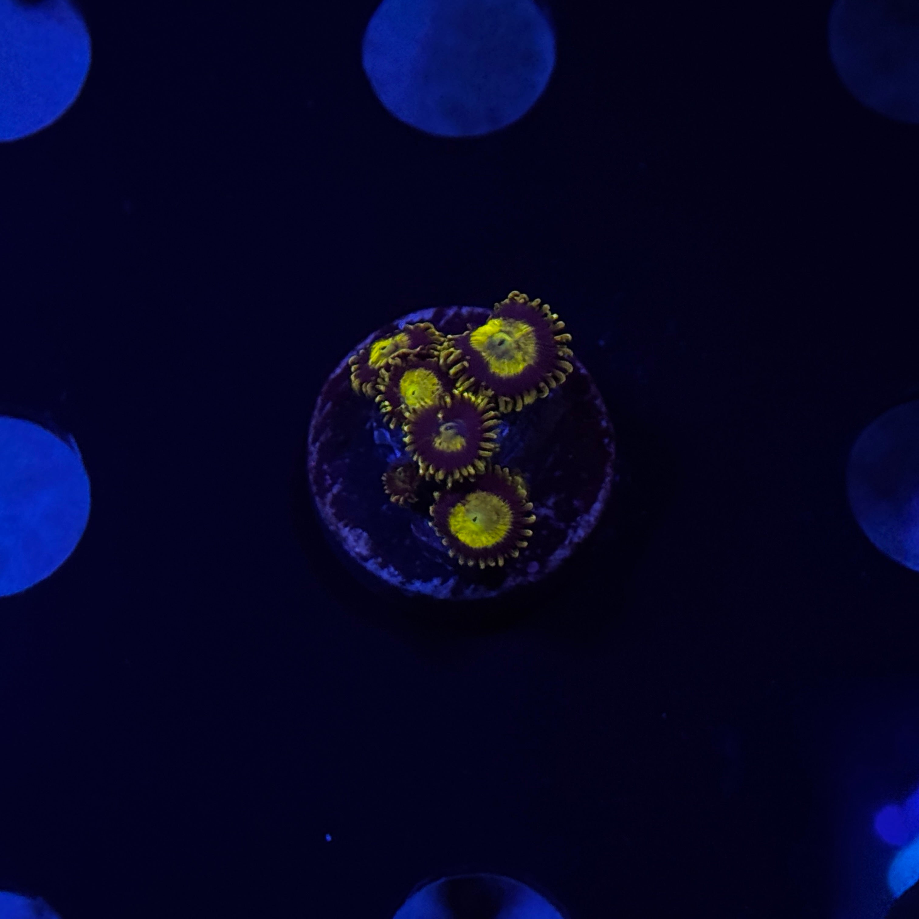 King Midas Zoanthids