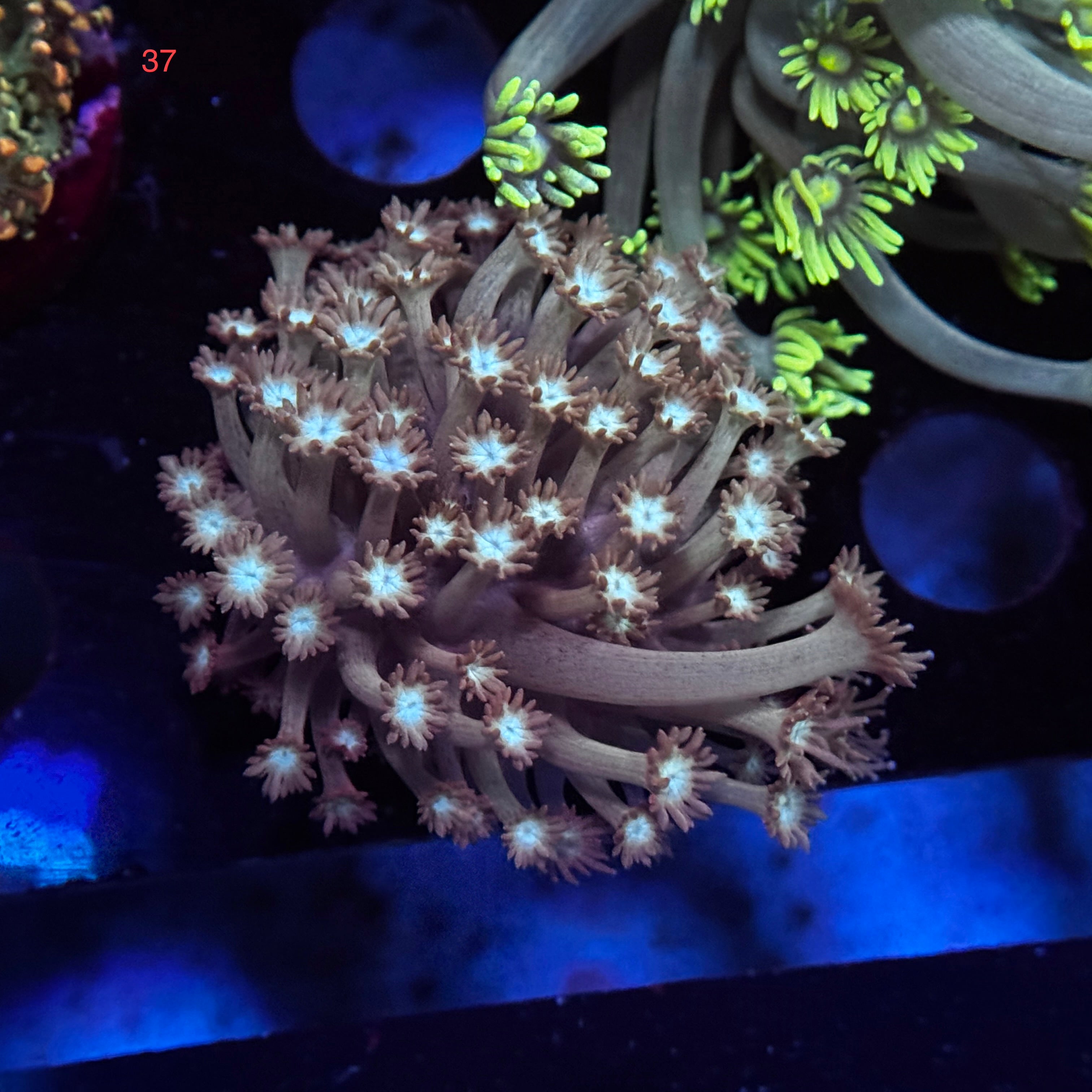 Mystery Goniopora