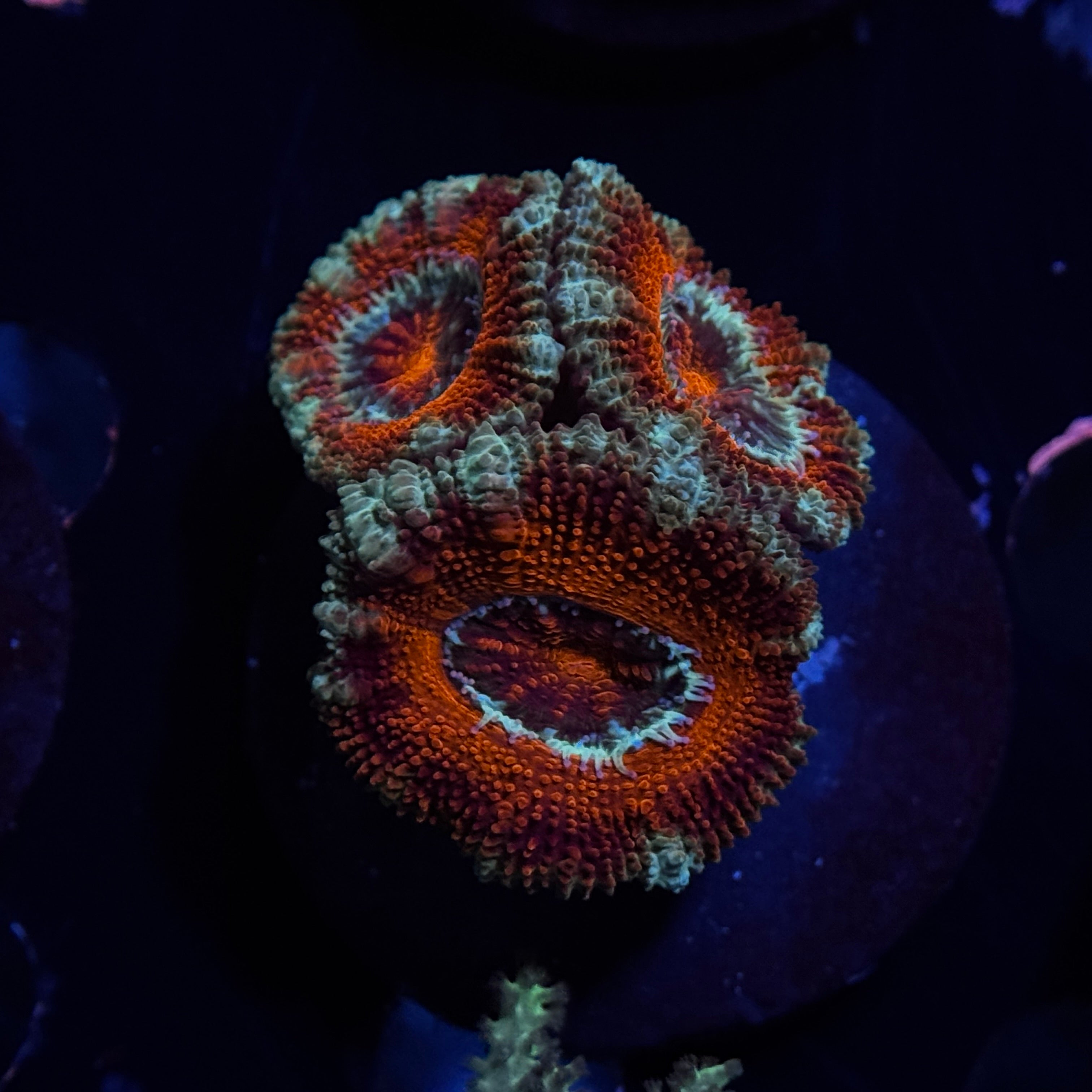 Red Acan Lord