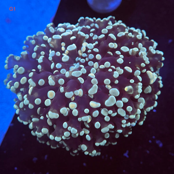 Sapphire Kingspawn