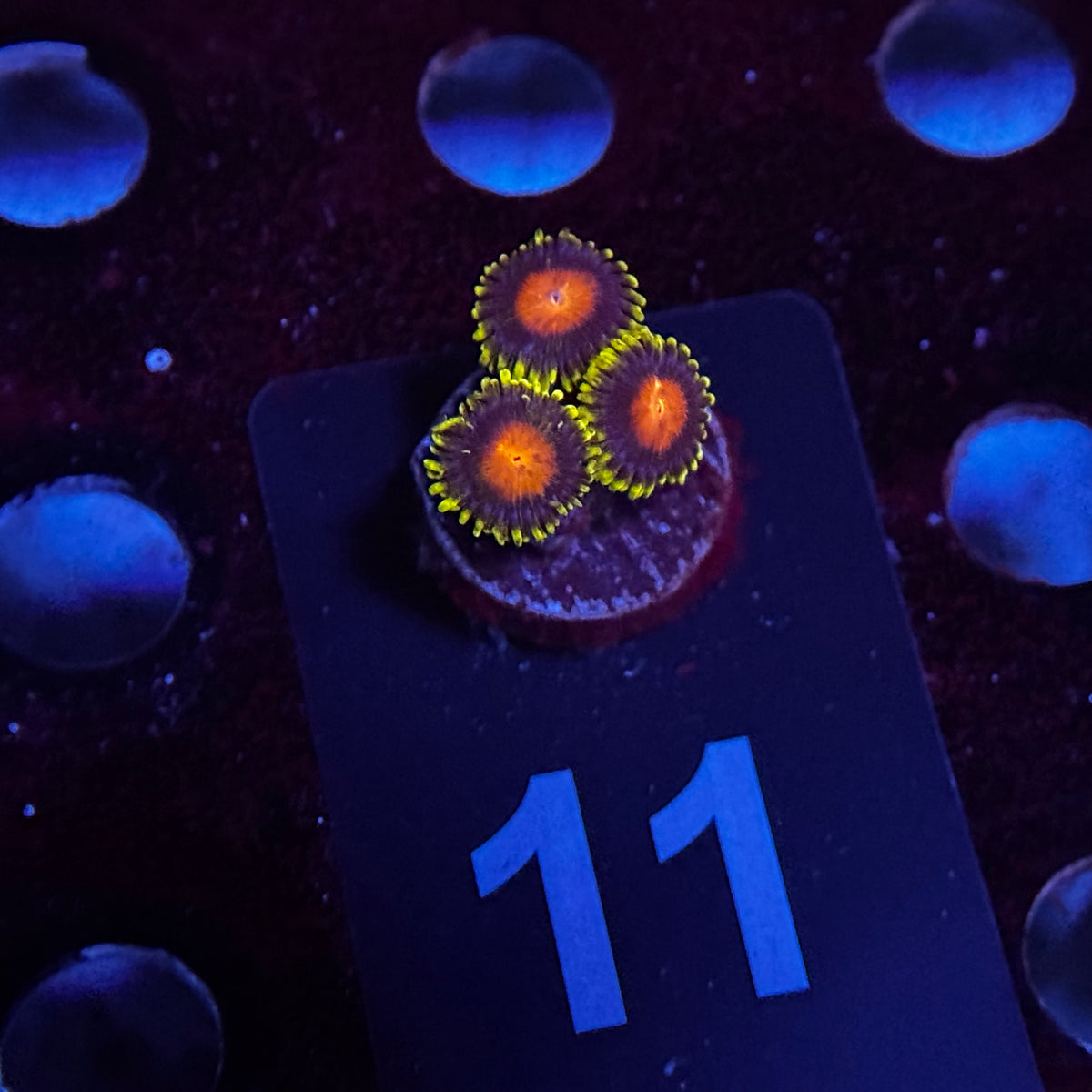 Zoanthids