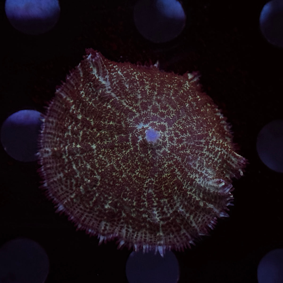 Ron Bergundy Rhodactus Mushroom