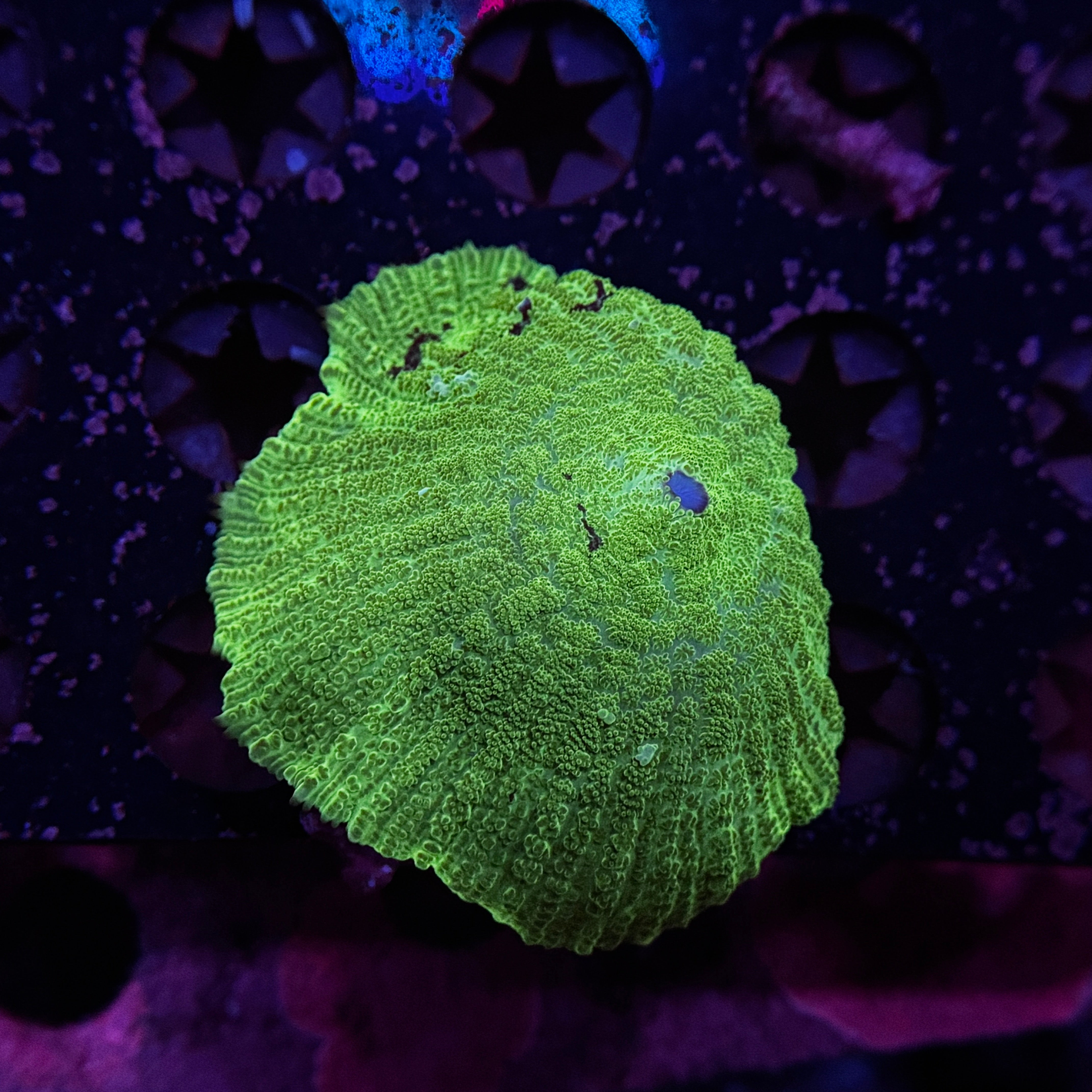 Kryptonite Rhodactus Mushroom