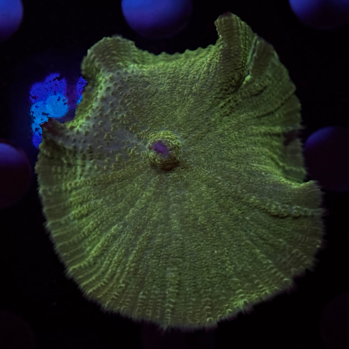 Green Rhodactus Mushroom