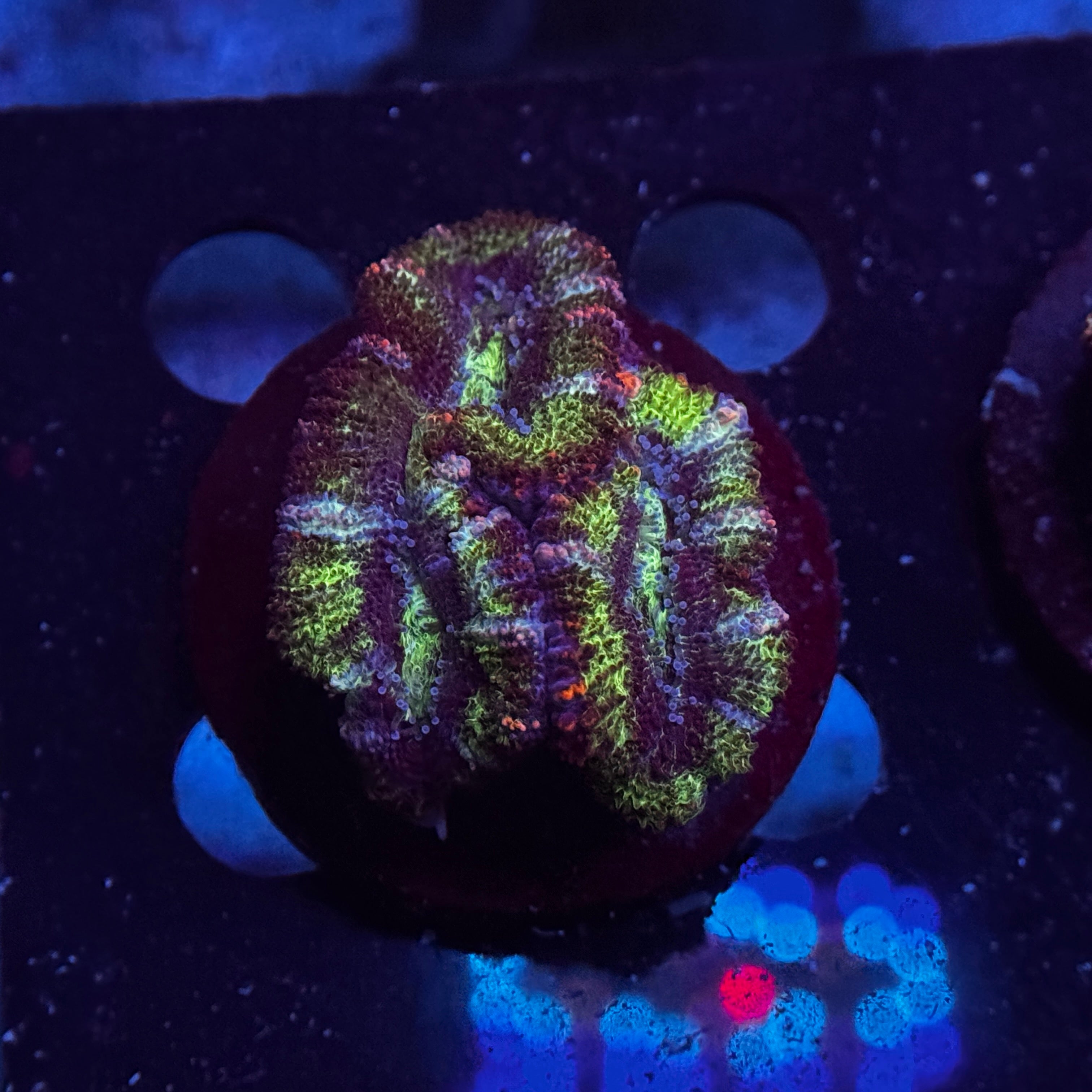 Rainbow Acan Lord
