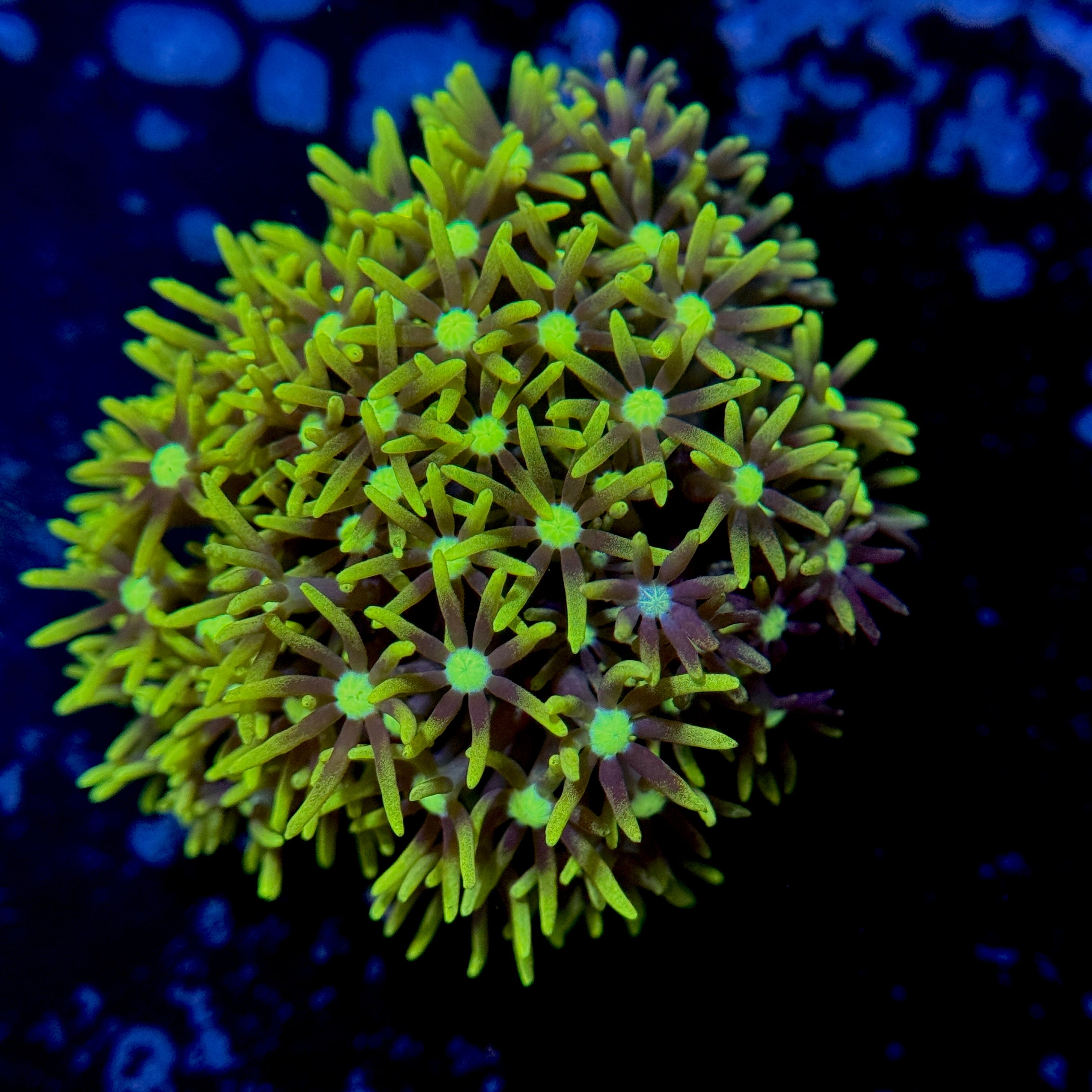 Green Star Polyps