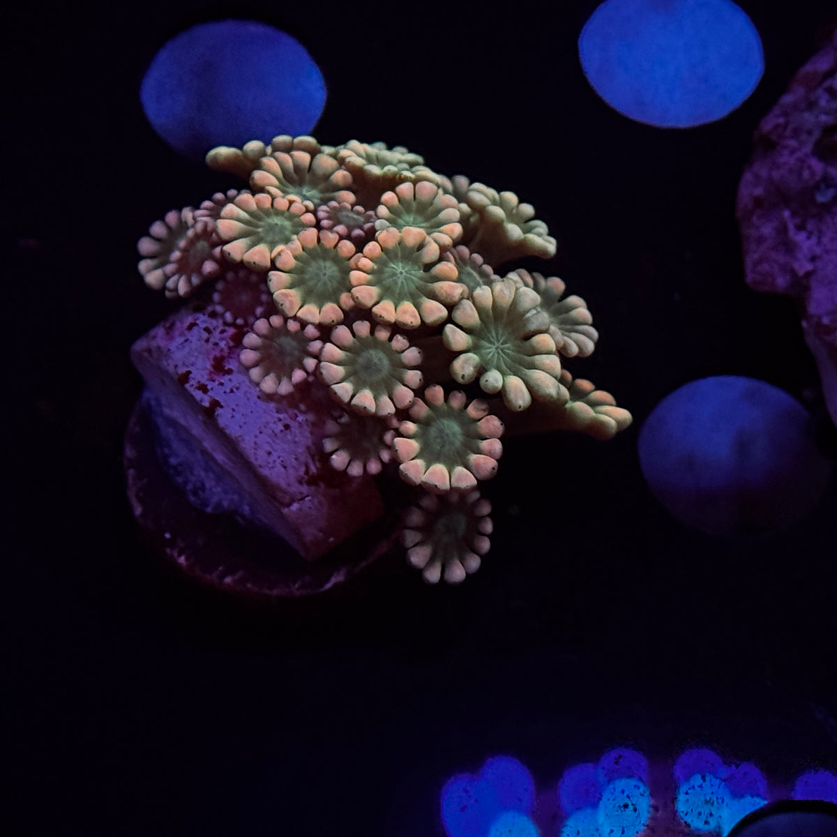 Rainbow Alveopora