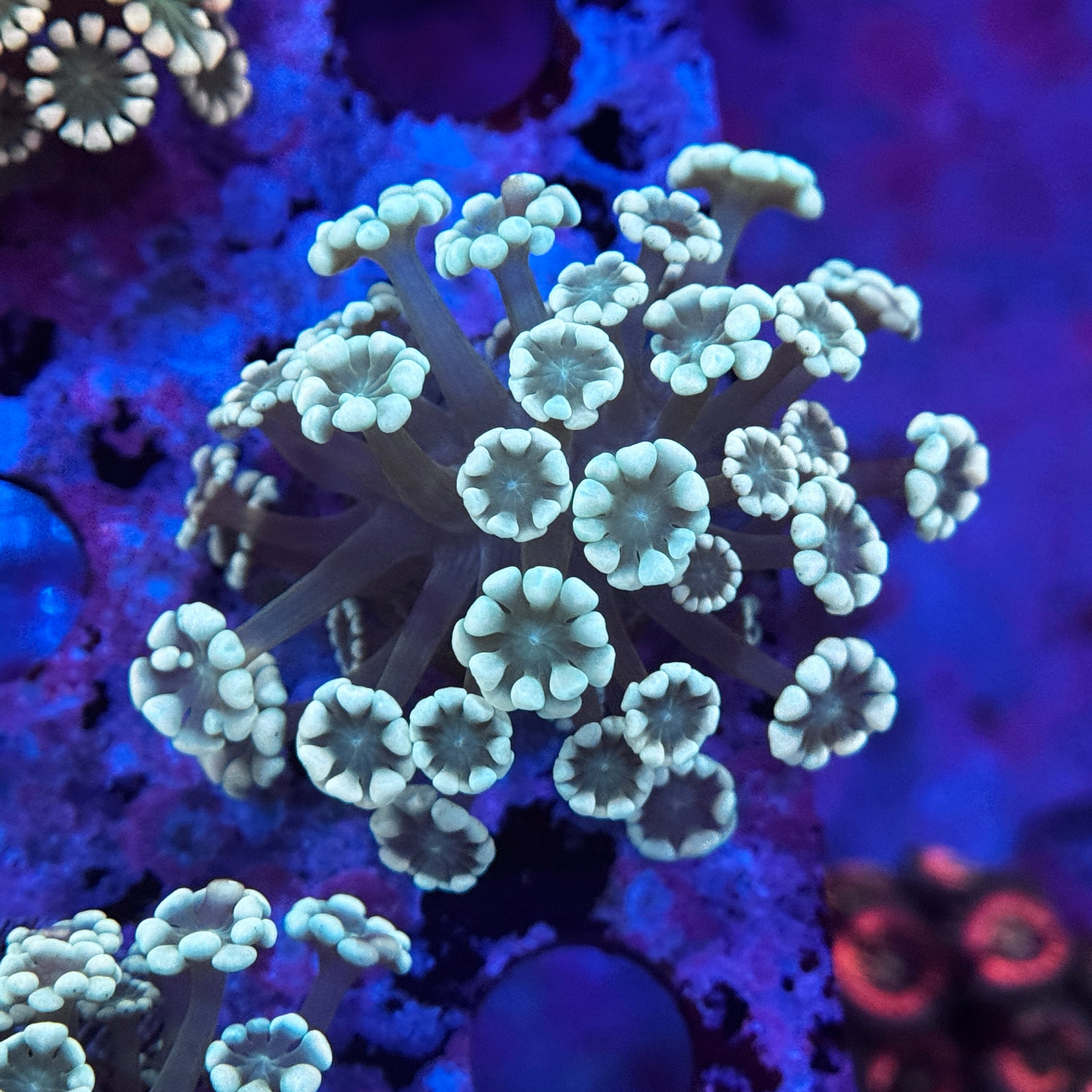 Aussie Alveopora