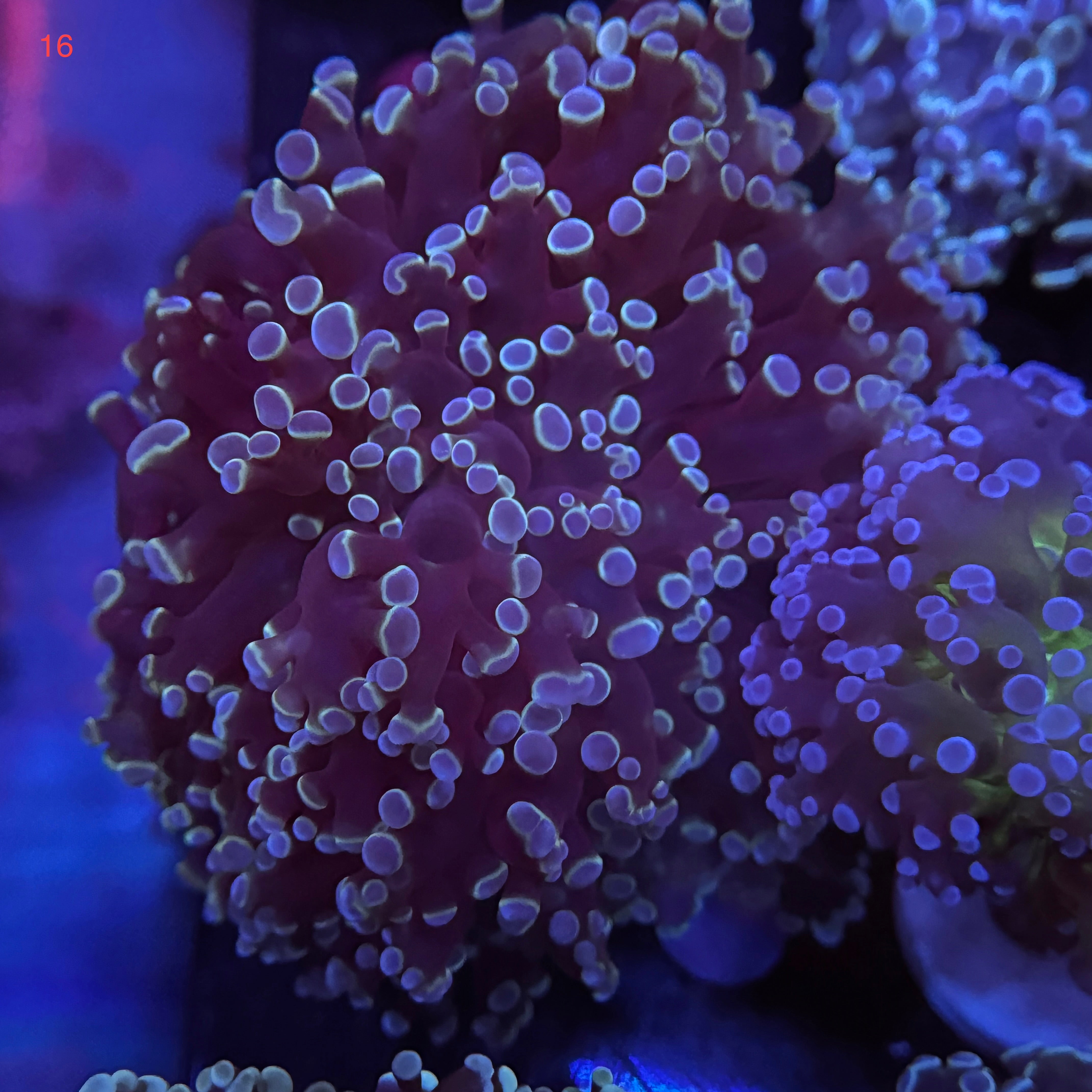 Metallic Blue Kingspawn