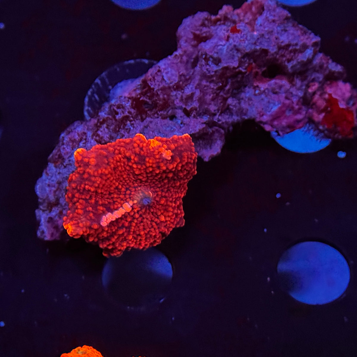 Cherry Red Bubble Deadpool Discosoma Mushroom