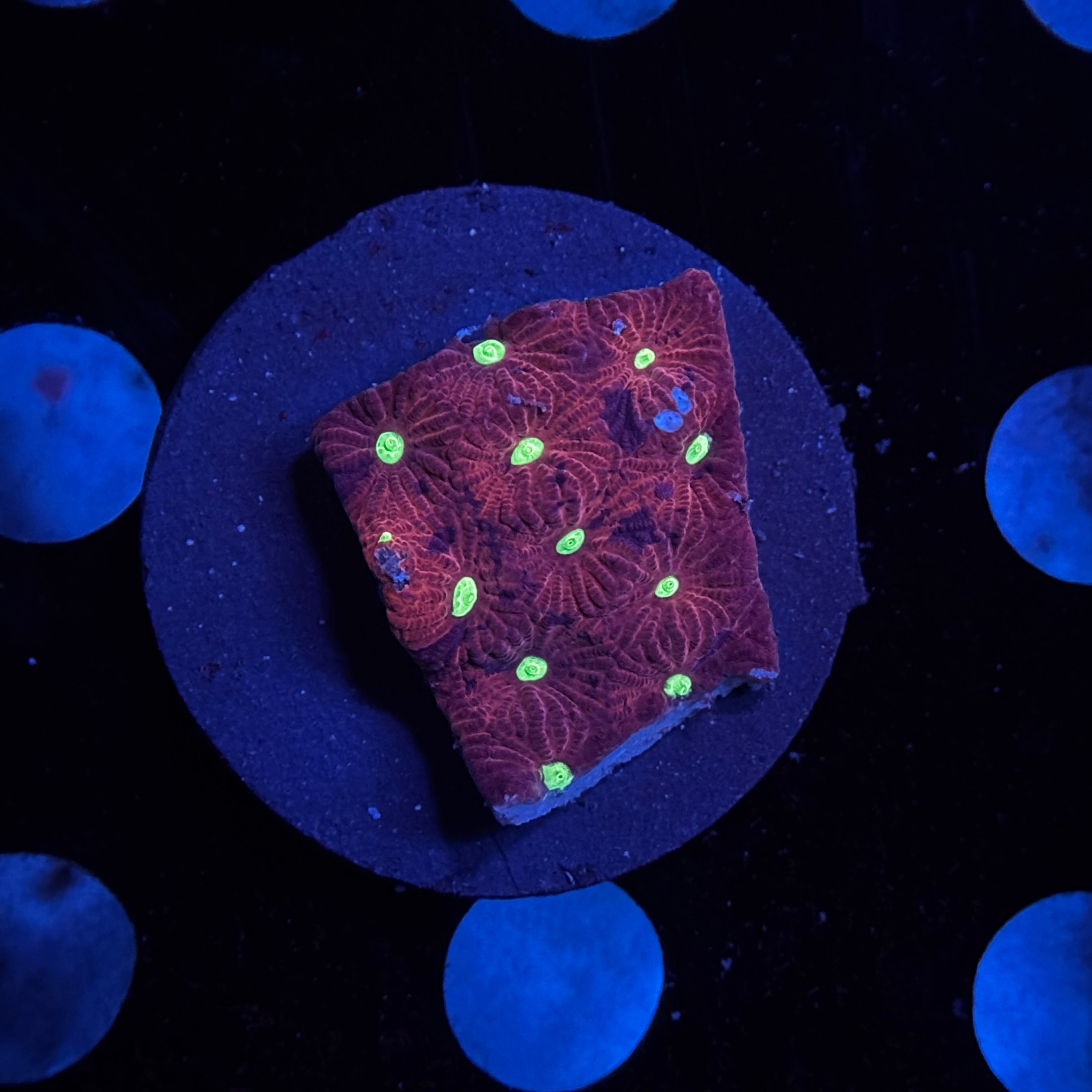 War Coral Favites