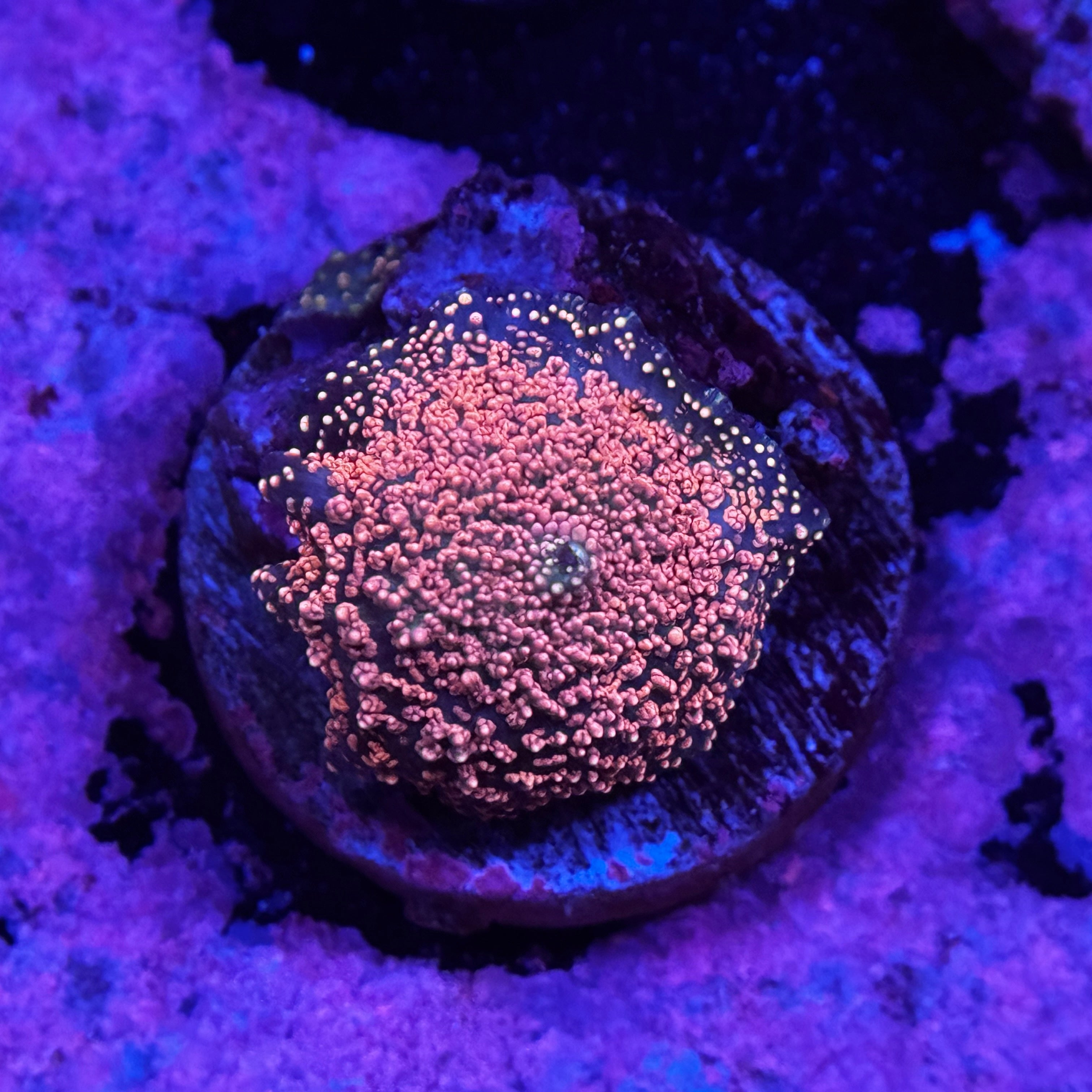 Pink Interstellar Mushroom