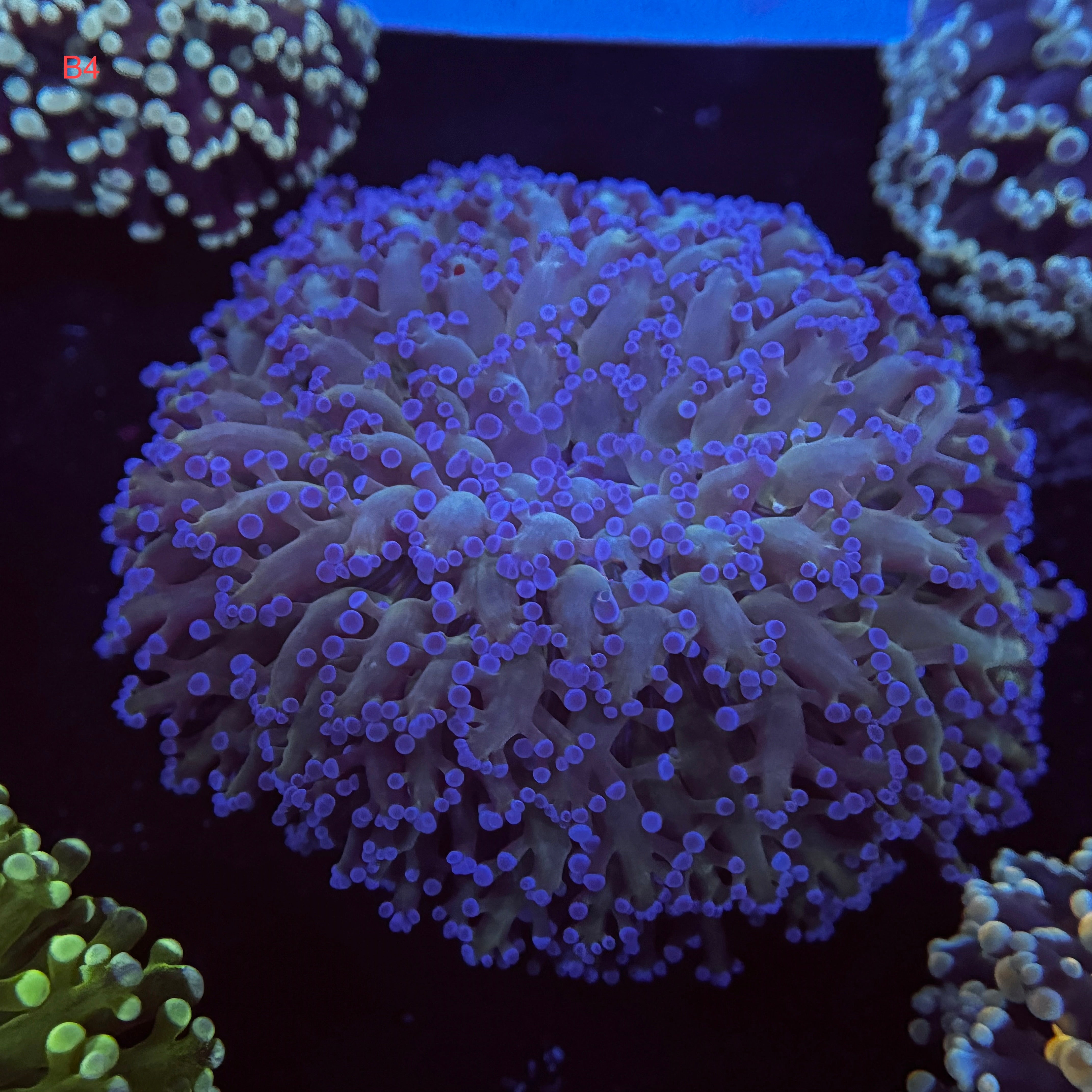 Green Tentacle Blue Tip Kingspawn