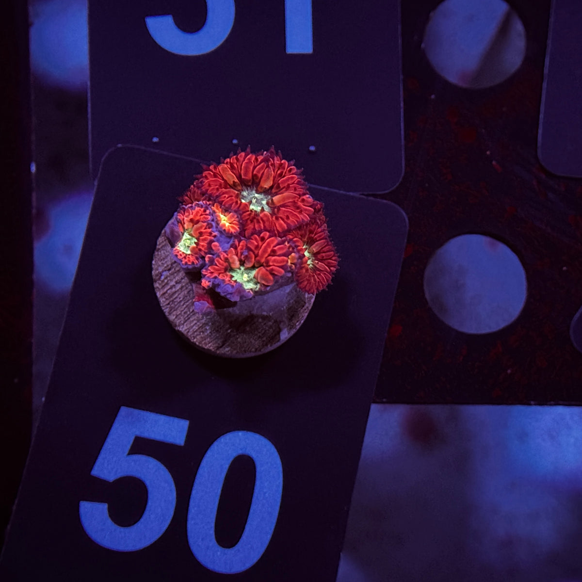 Red Blastomussa Merletti